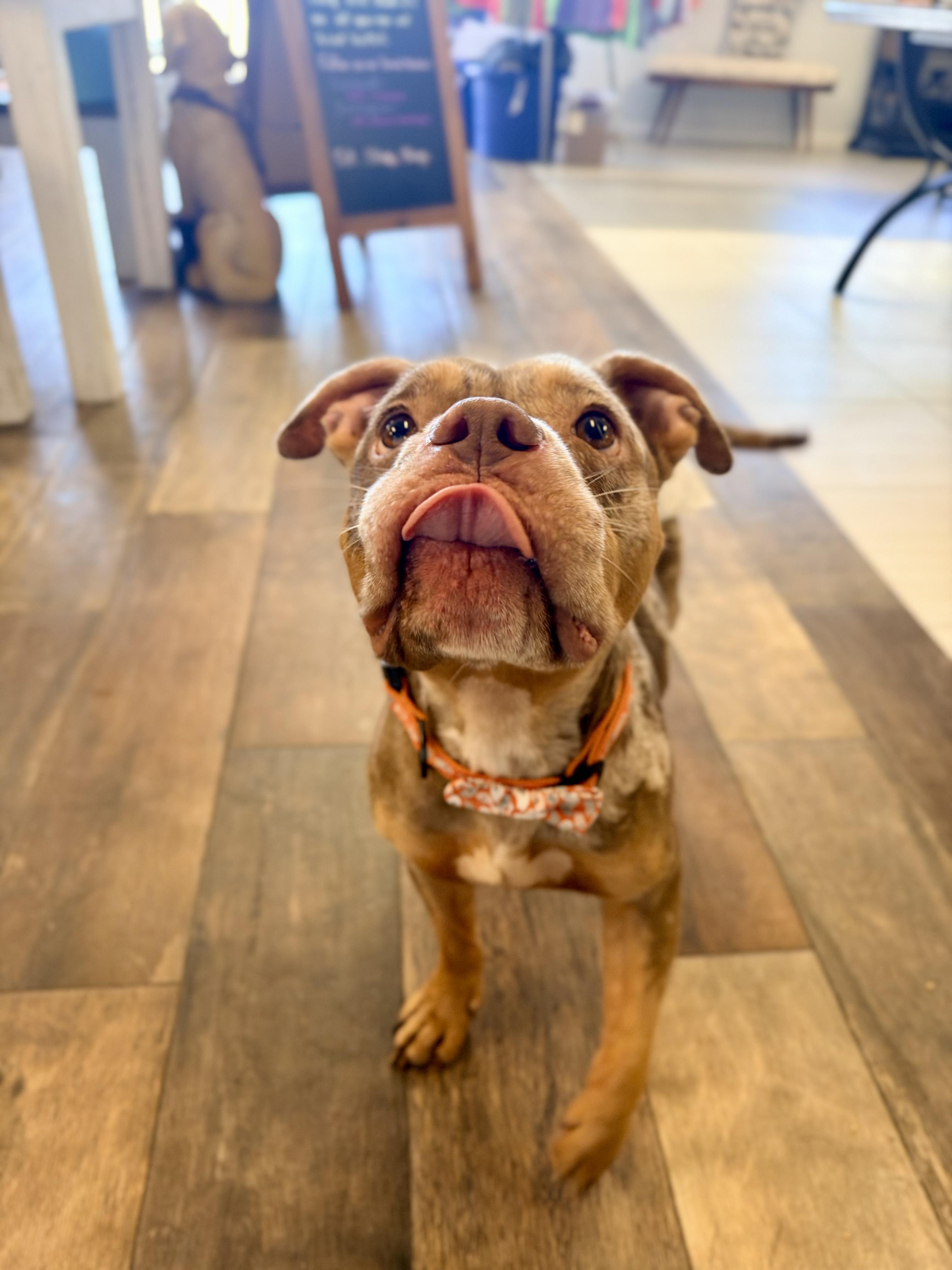 Enlarge Peanut, a Adopted mixed breed in Vanceboro , NC image 3/4