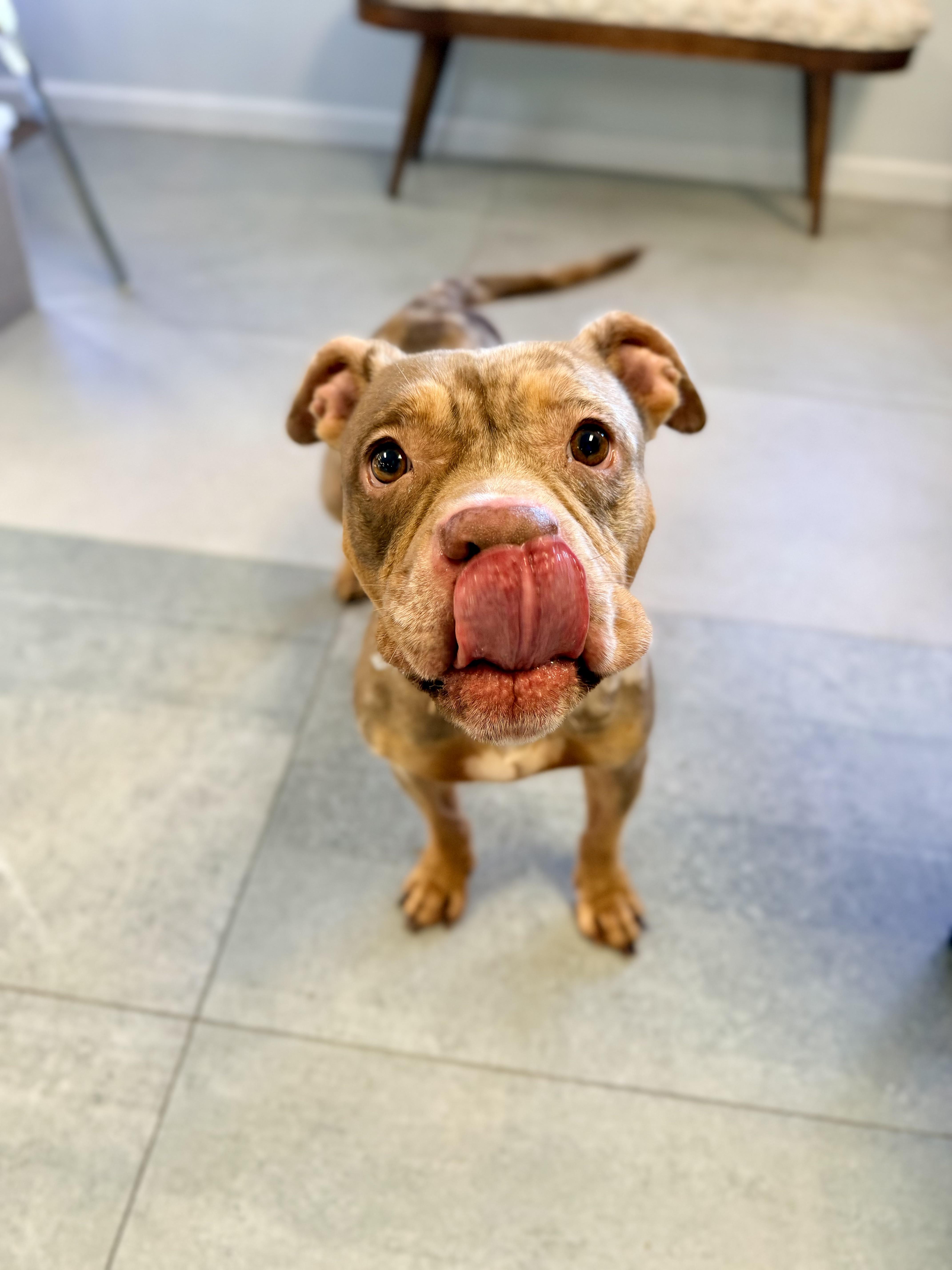 Enlarge Peanut, a Adopted mixed breed in Vanceboro , NC image 1/4