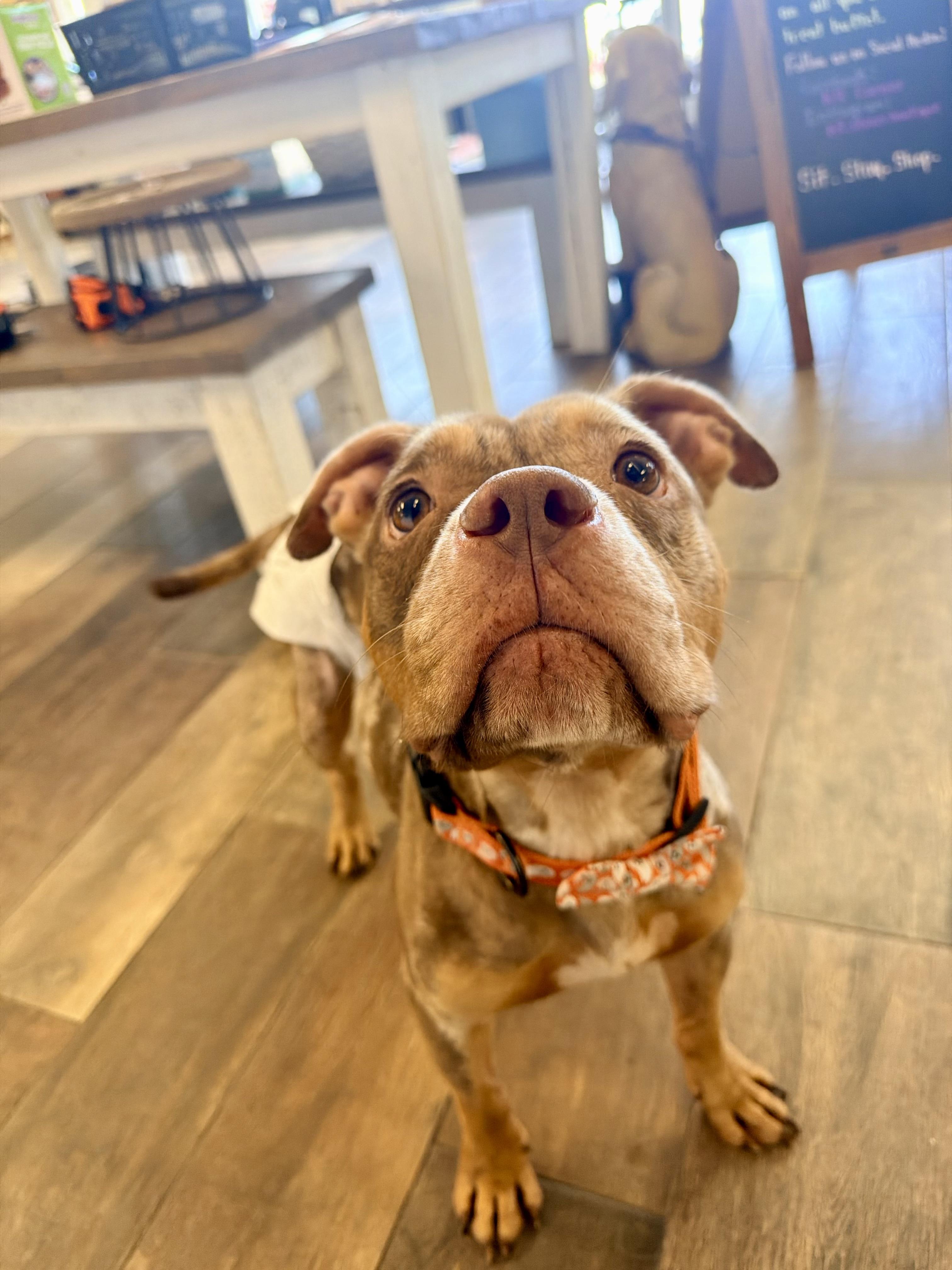 Enlarge Peanut, a Adopted mixed breed in Vanceboro , NC image 2/4