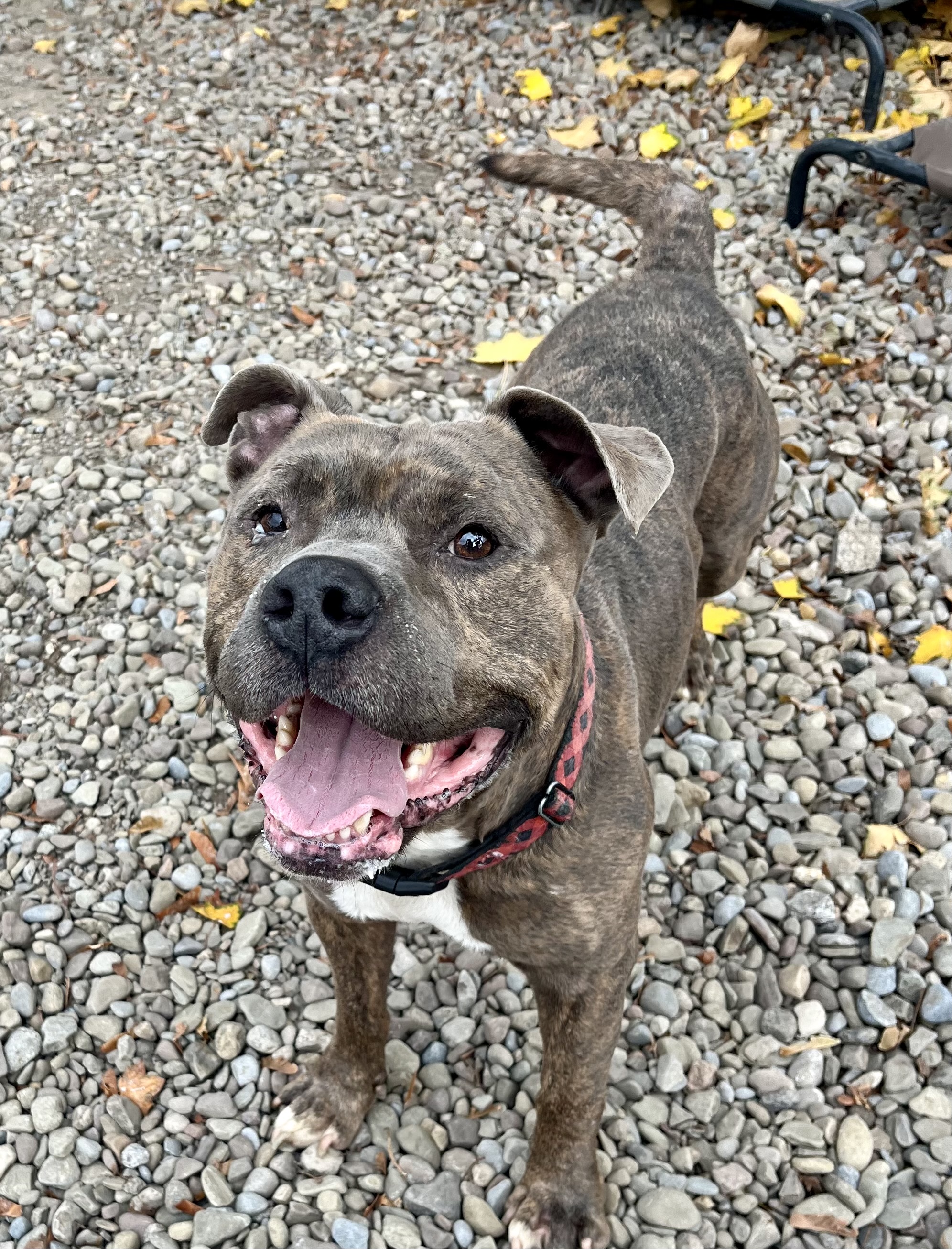Dog for adoption Archie, a Pit Bull Terrier Mix in Buffalo, NY