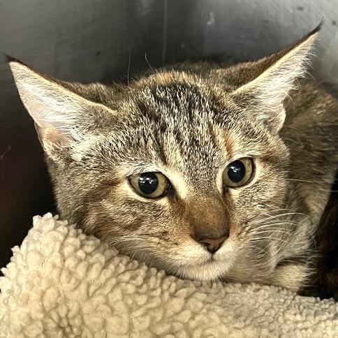 Enlarge Mila, a Adoptable Domestic Short Hair in Lakeland, FL image 1/2