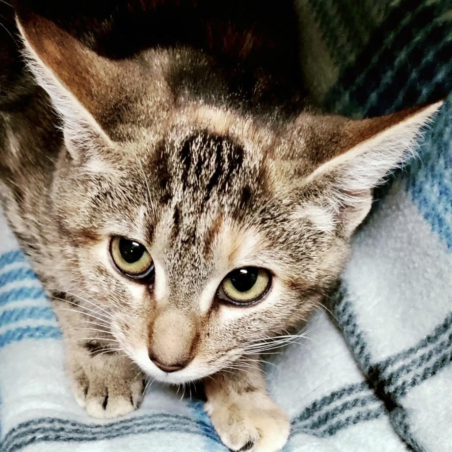 Enlarge Mila, a Adoptable Domestic Short Hair in Lakeland, FL image 2/2