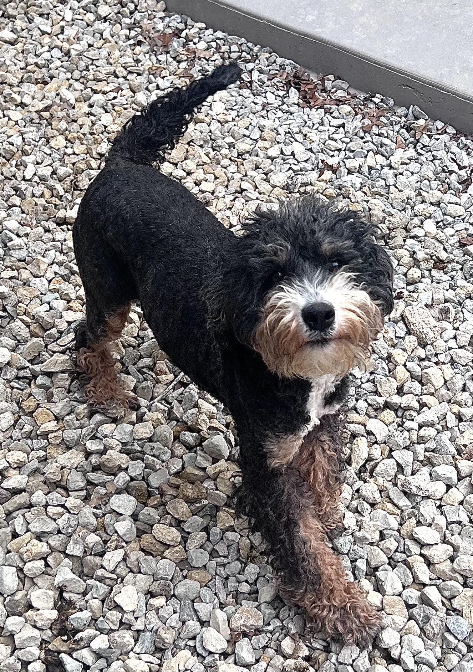 Stella — thumbnail 2