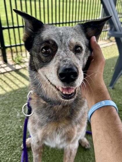 Brexlee, Adoptable, Senior Female Mixed Breed & Mixed Breed.