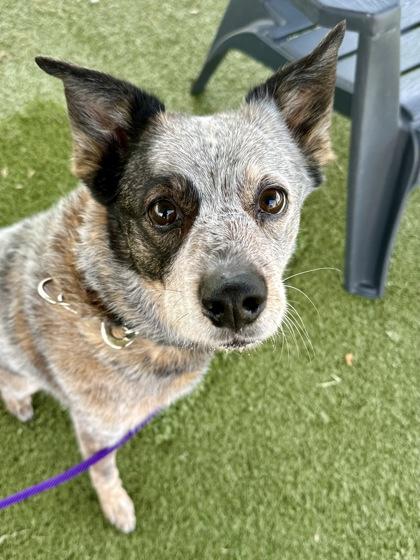 Brexlee, a Adoptable mixed breed in Wichita, KS image 2/3