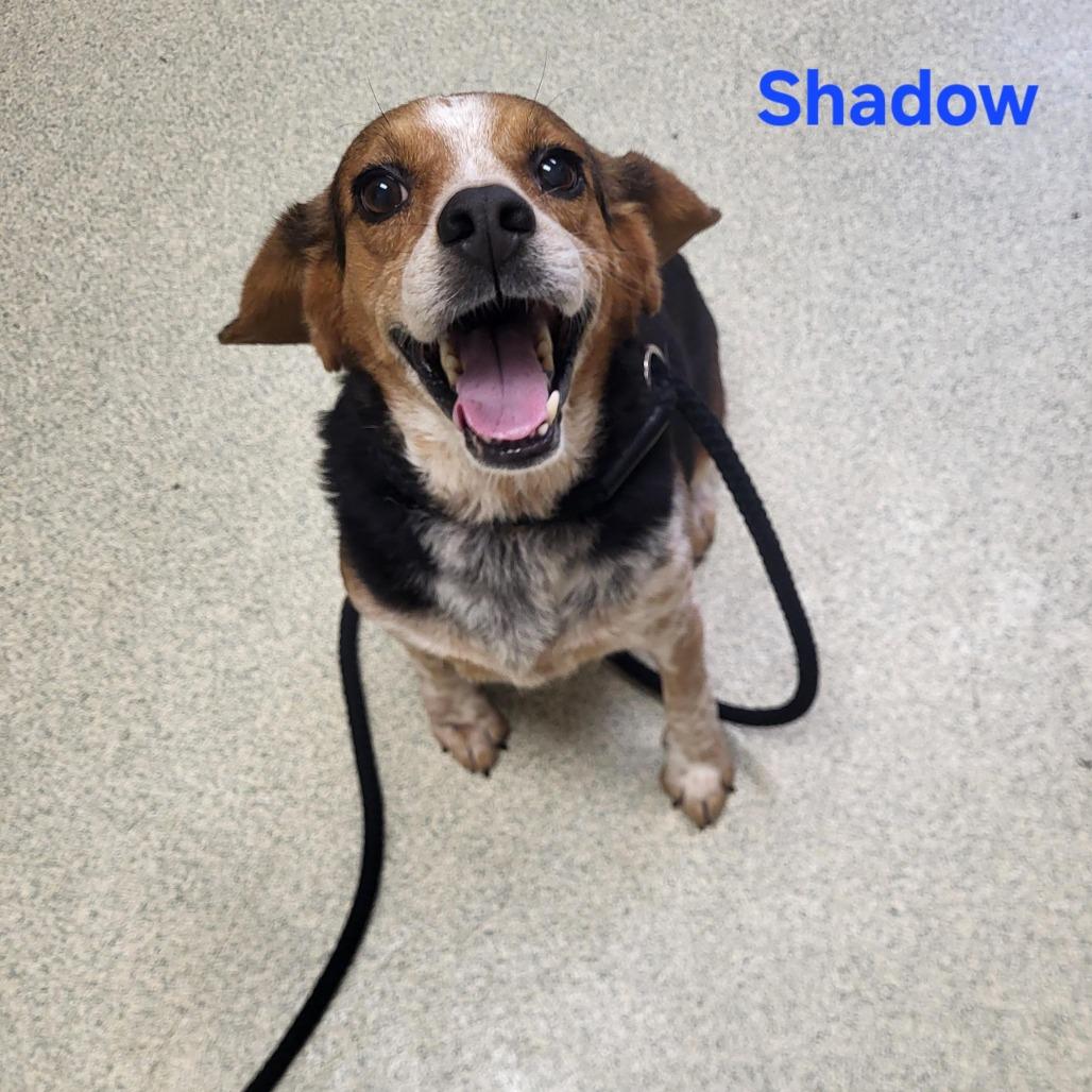 Shadow, Adoptable, Adult Male Beagle & Beagle.