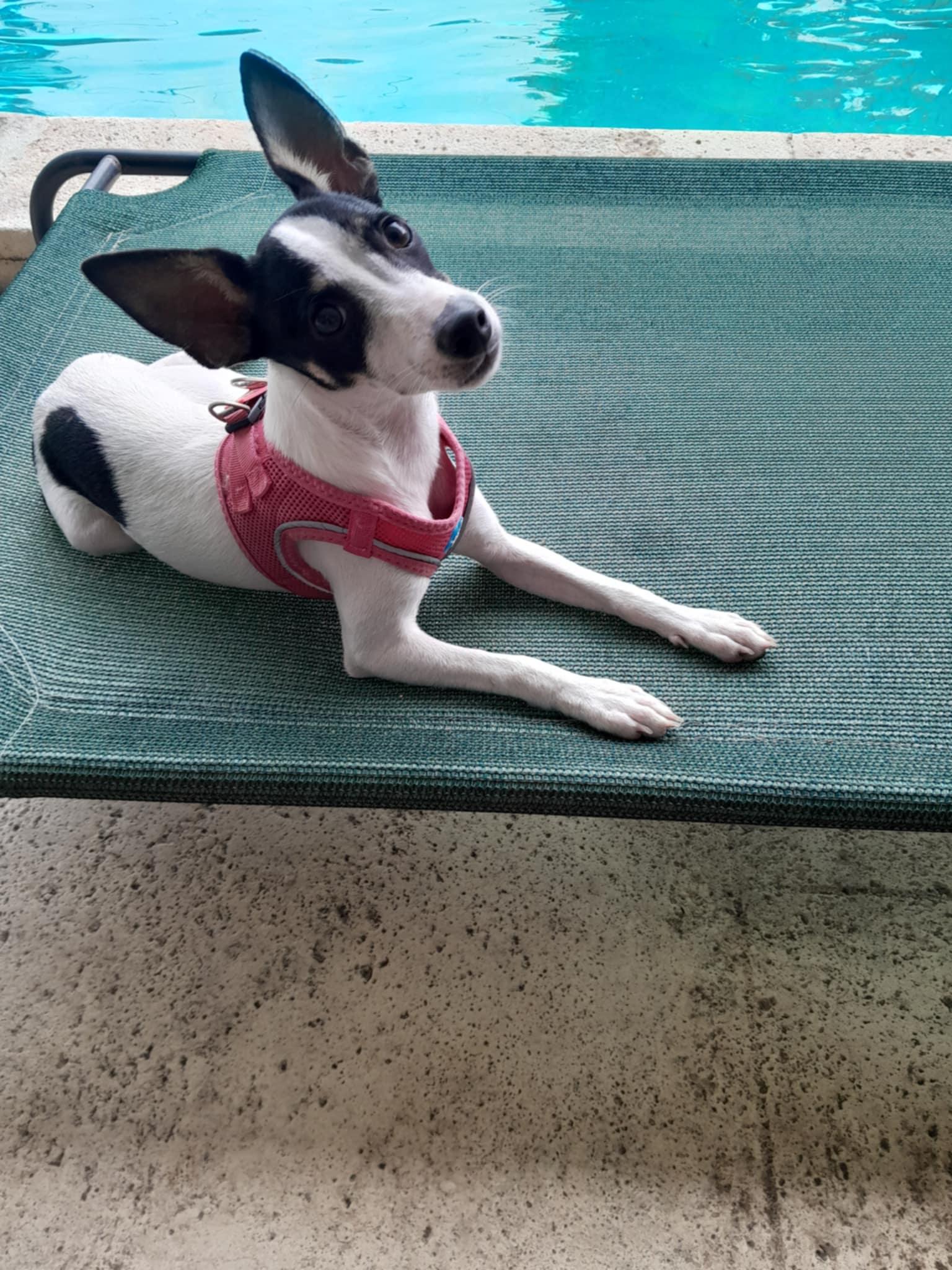 Mia, Adopted, Puppy Female Rat Terrier.