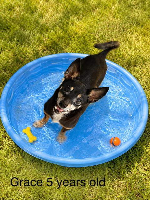 Grace, adopted, Adult Female Chihuahua & Mixed Breed.