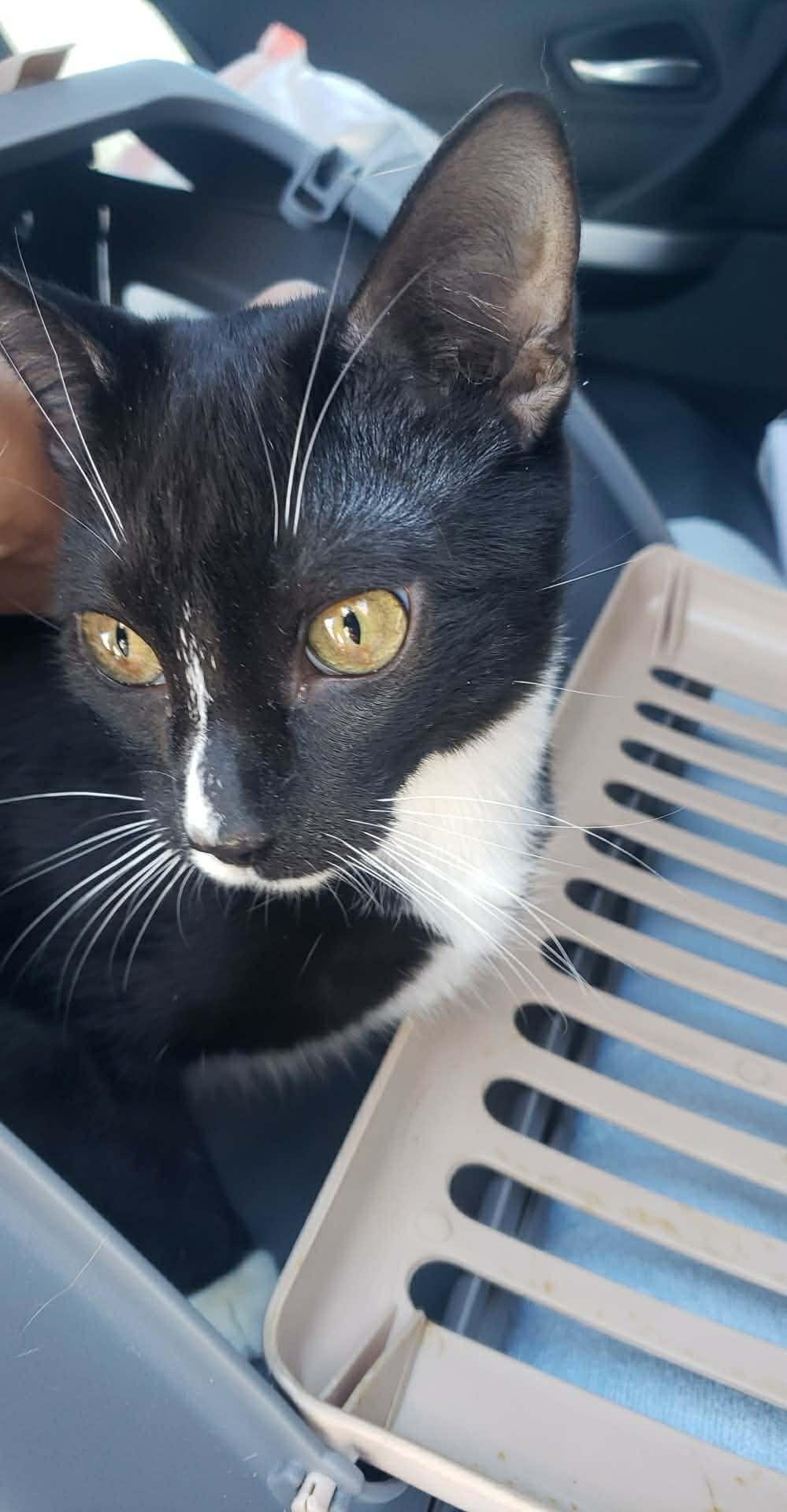 Bart, Adoptable, Kitten Male Domestic Short Hair.