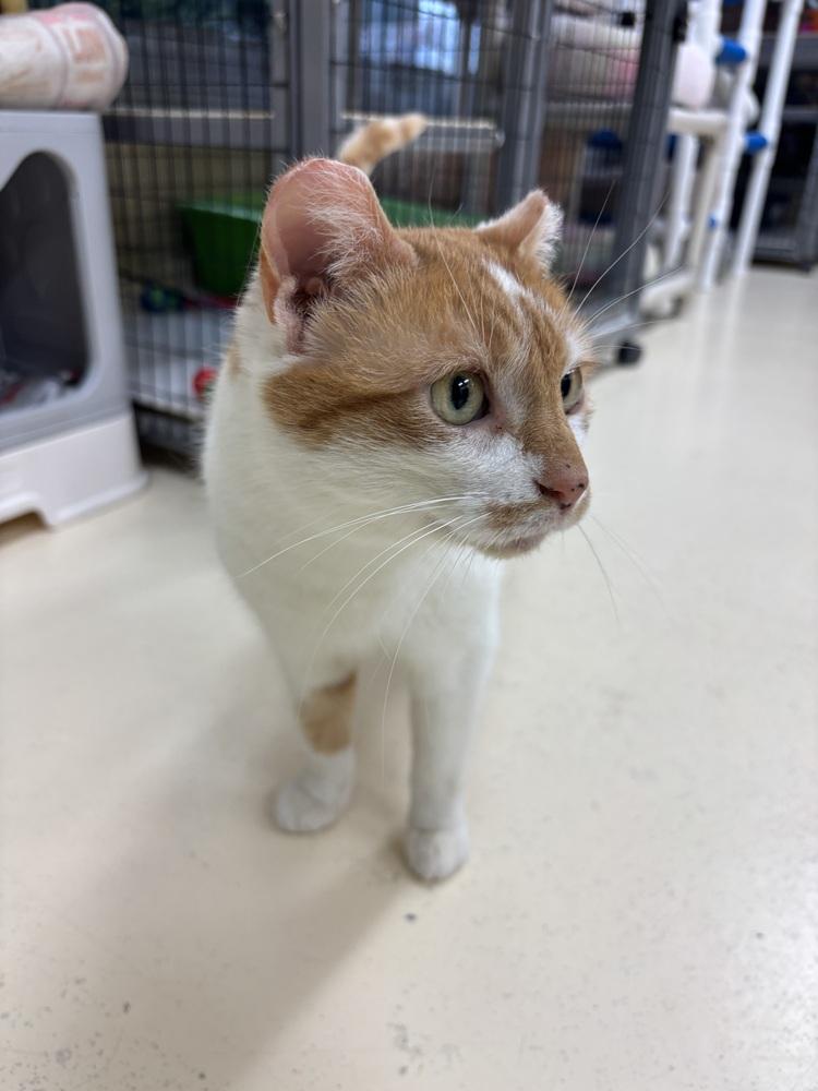 Enlarge Emily, a Adoptable mixed breed in Kalamazoo, MI image 1/1