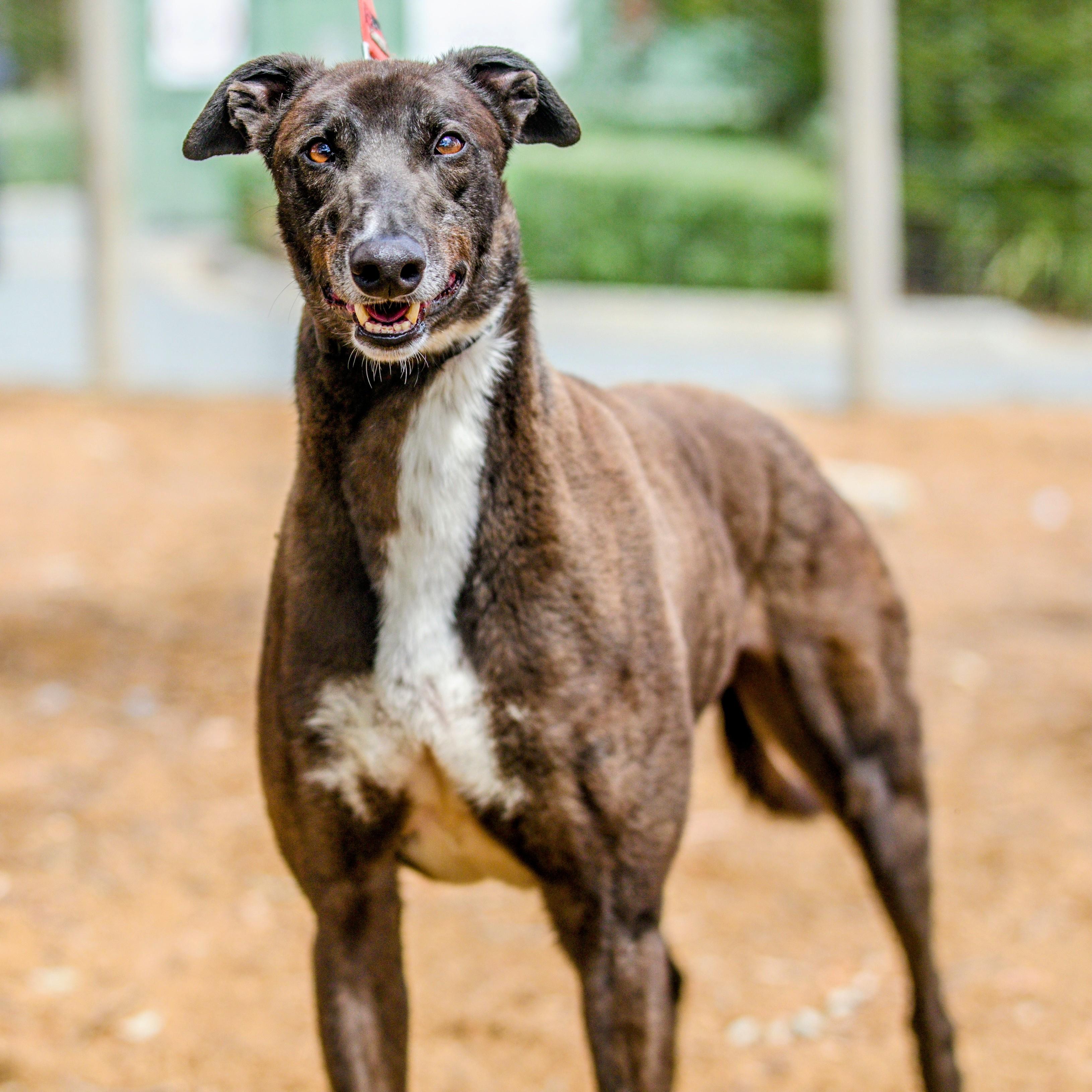 Jack, ADOPTABLE, Adult Male Greyhound.
