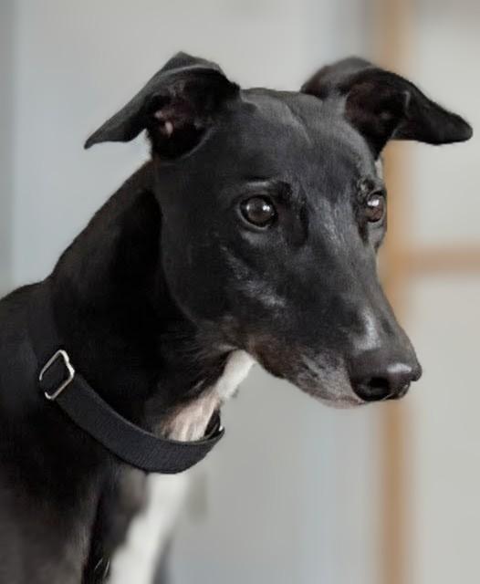 Enlarge Jack, a ADOPTABLE Greyhound in Seattle, WA image 1/1