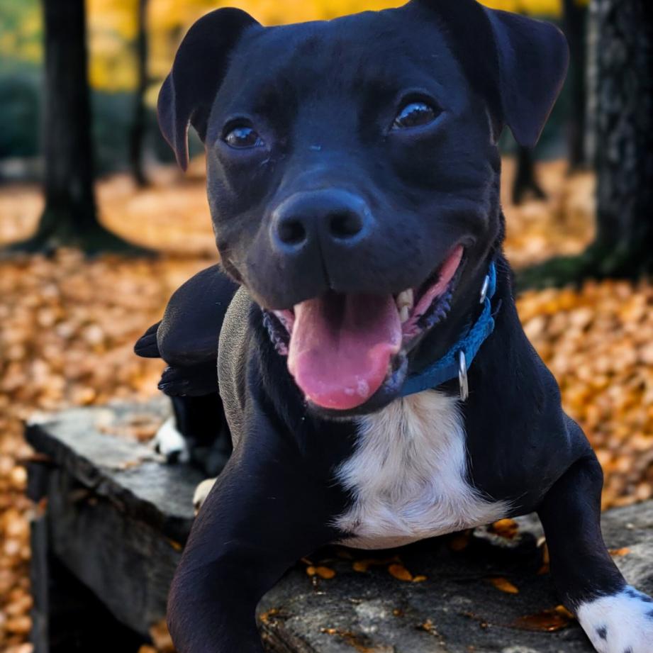 Garrett, Adoptable, Adult Male Terrier & Labrador Retriever.