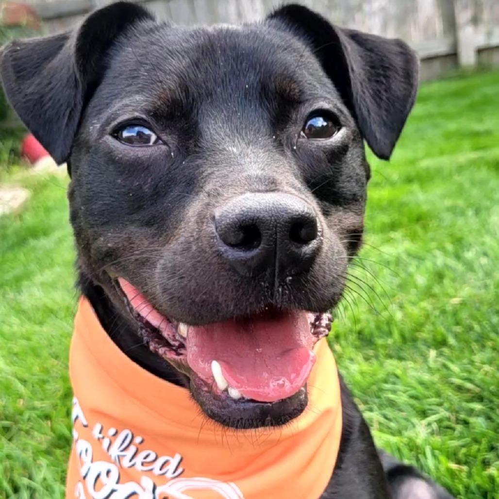Garrett, Adoptable, Adult Male Terrier & Labrador Retriever.