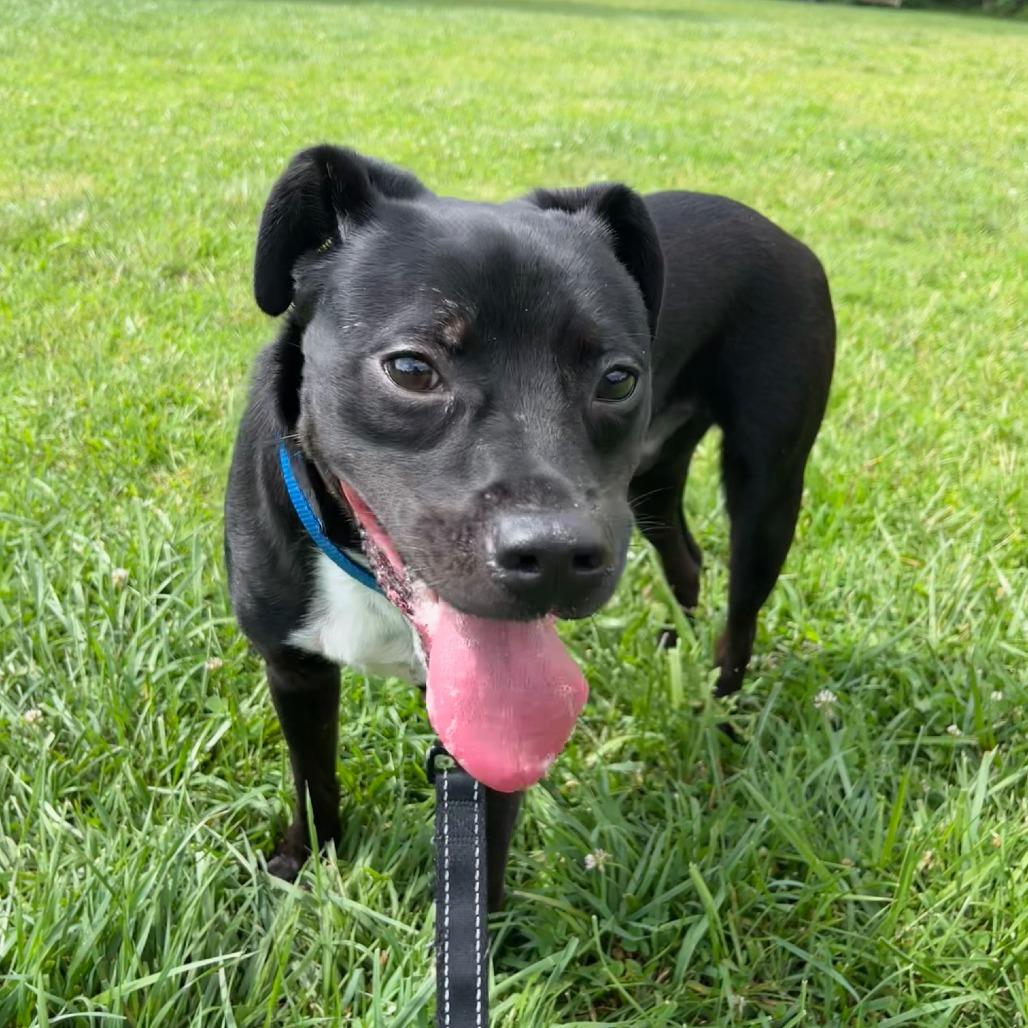 Garrett, a Adoptable mixed breed in South Elgin, IL image 3/6