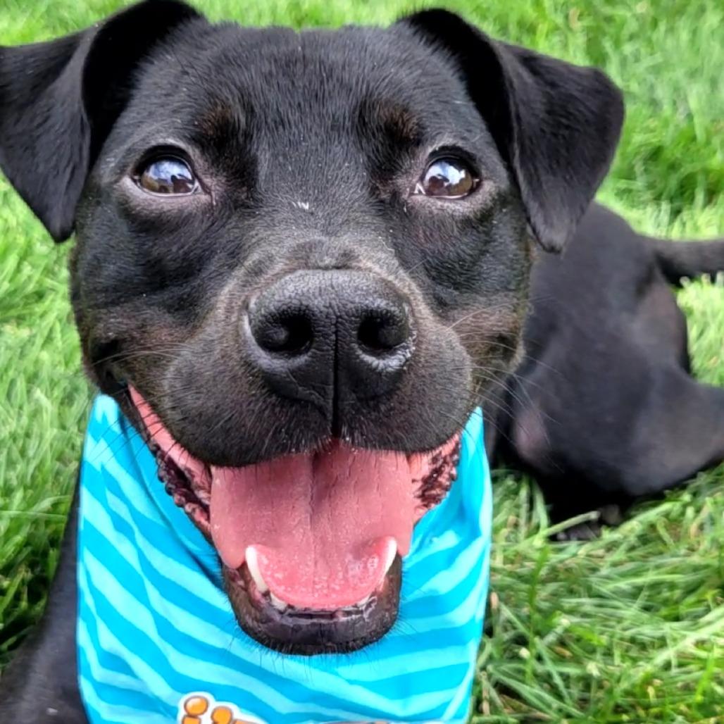 Garrett, a Adoptable mixed breed in South Elgin, IL image 4/6