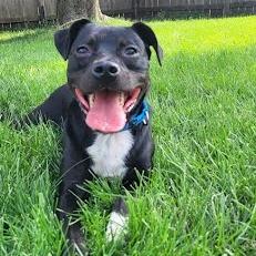 Garrett, a Adoptable mixed breed in South Elgin, IL image 5/6