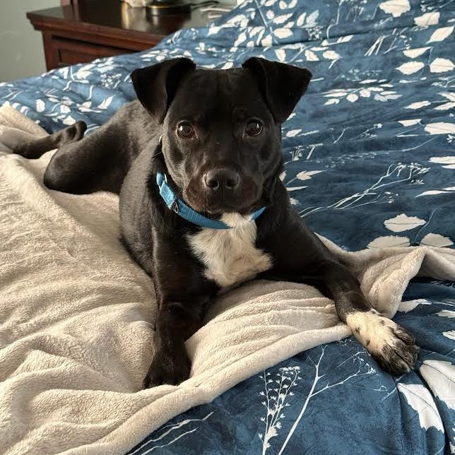 Enlarge Garrett, a Adoptable mixed breed in South Elgin, IL image 5/6