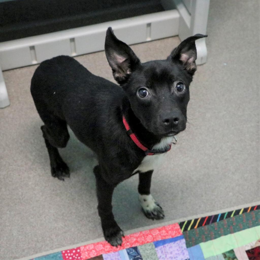Garrett, a Adoptable mixed breed in South Elgin, IL image 6/6