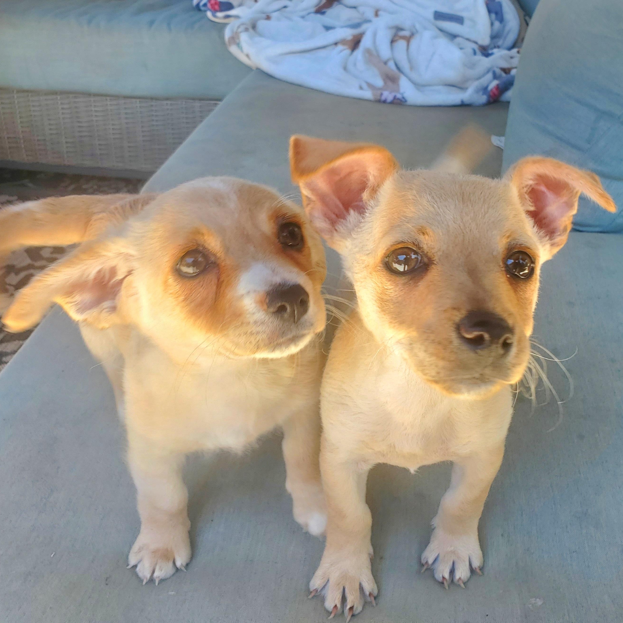 Paula, a Adoptable mixed breed in Salinas, CA image 4/6