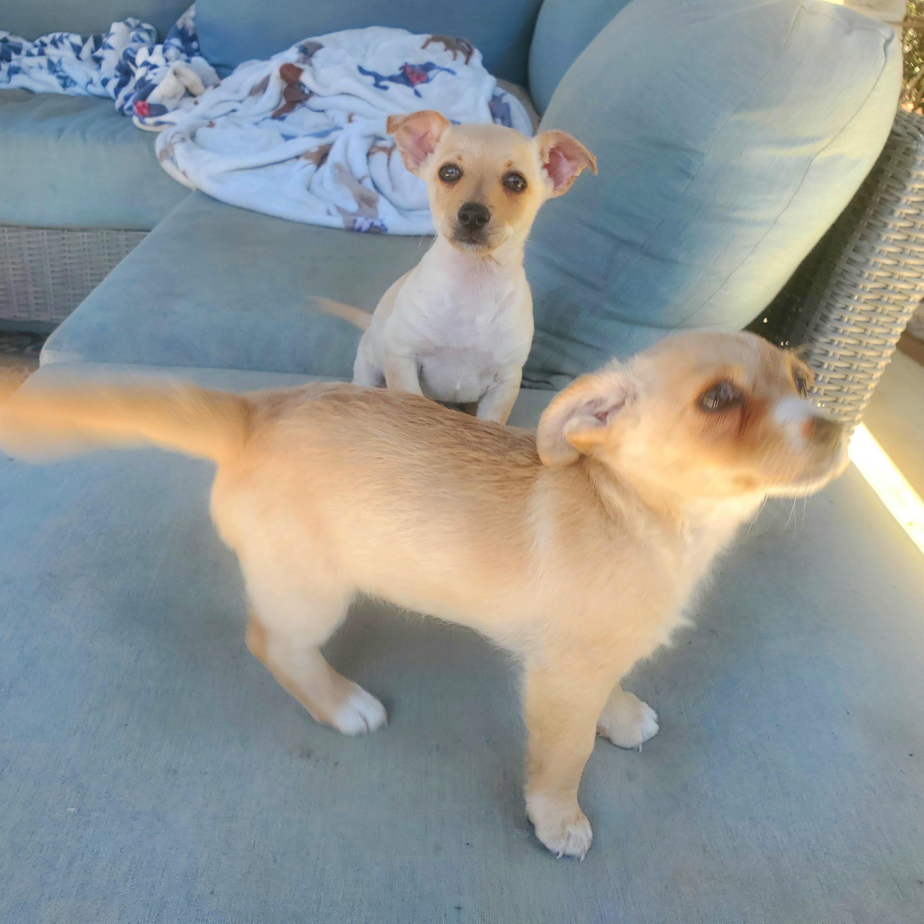 Paula, a Adoptable mixed breed in Salinas, CA image 3/6