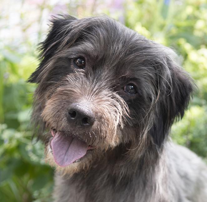 Buck, a ADOPTABLE mixed breed in Chicago, IL image 1/3
