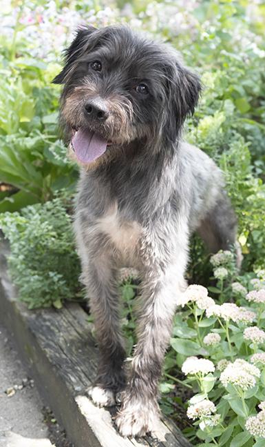 Buck, a ADOPTABLE mixed breed in Chicago, IL image 2/3