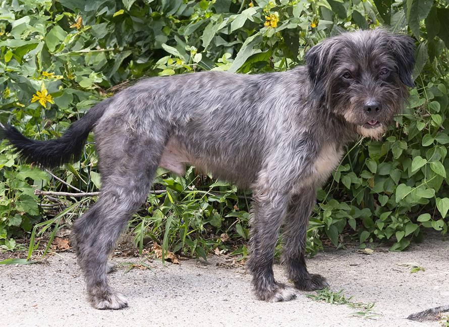 Buck, a ADOPTABLE mixed breed in Chicago, IL image 3/3