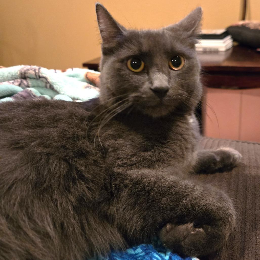 Enlarge Dexi, a Adoptable Domestic Short Hair in Washougal, WA image 1/3