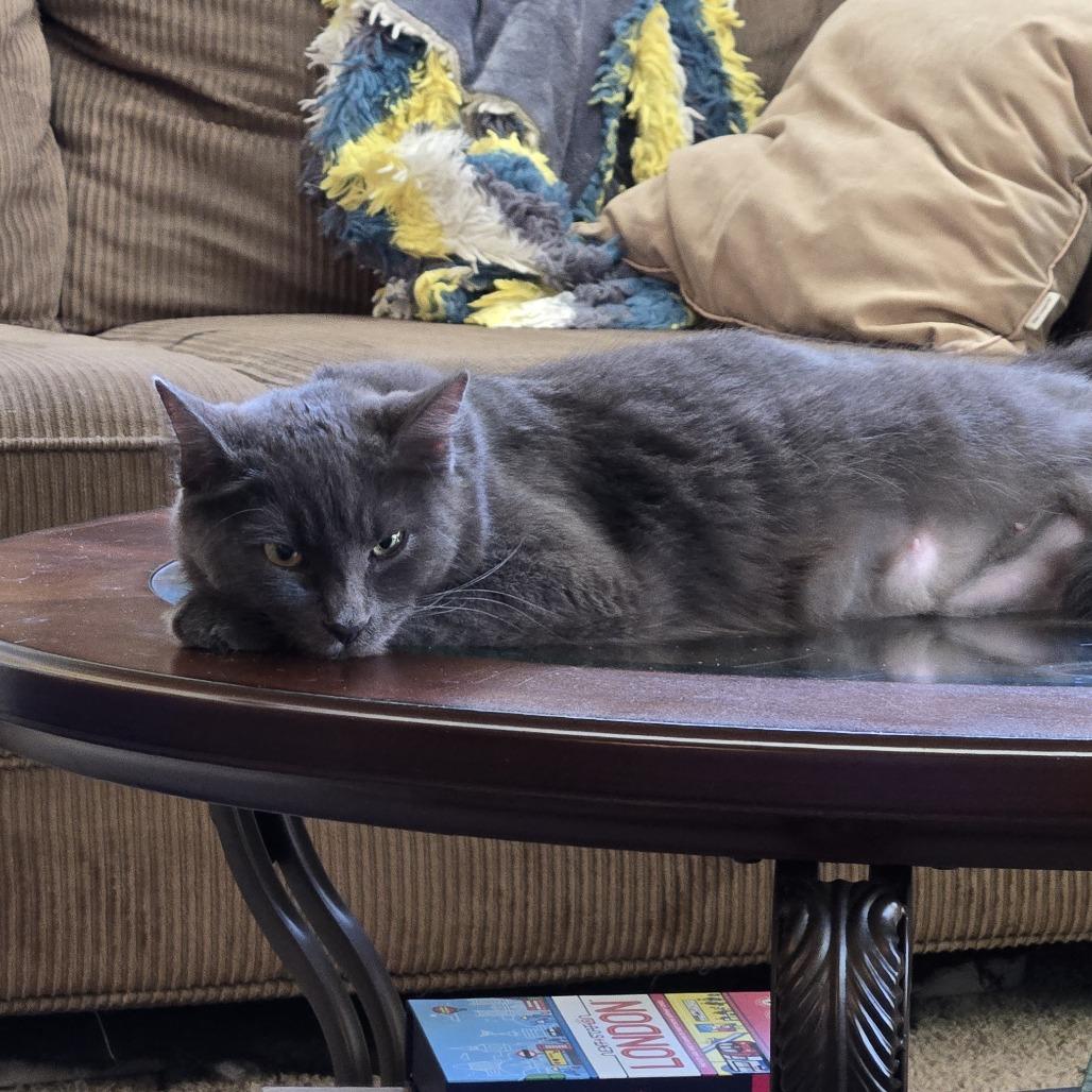 Enlarge Dexi, a Adoptable Domestic Short Hair in Washougal, WA image 2/3