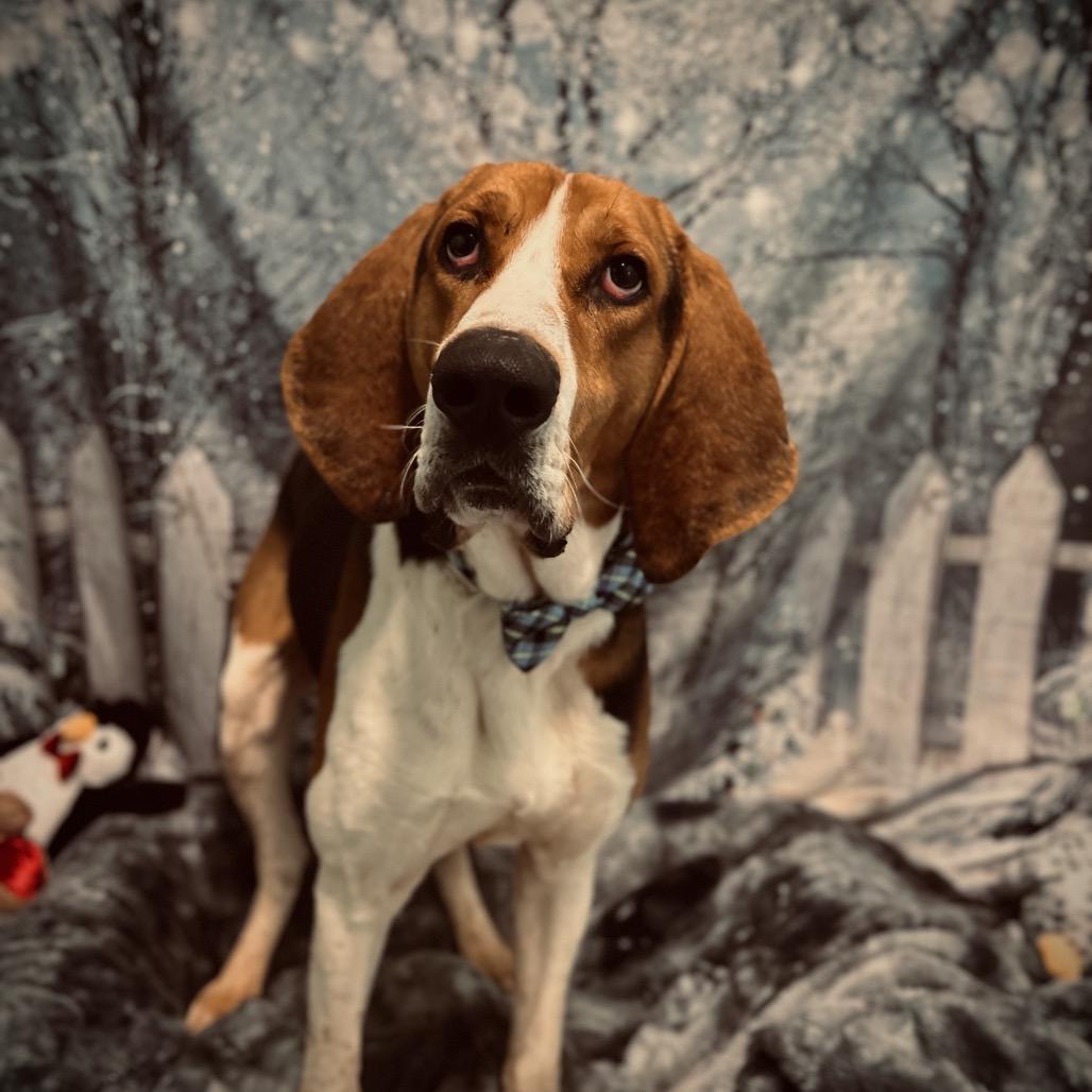 Crawl, Adoptable, Adult Male Treeing Walker Coonhound.