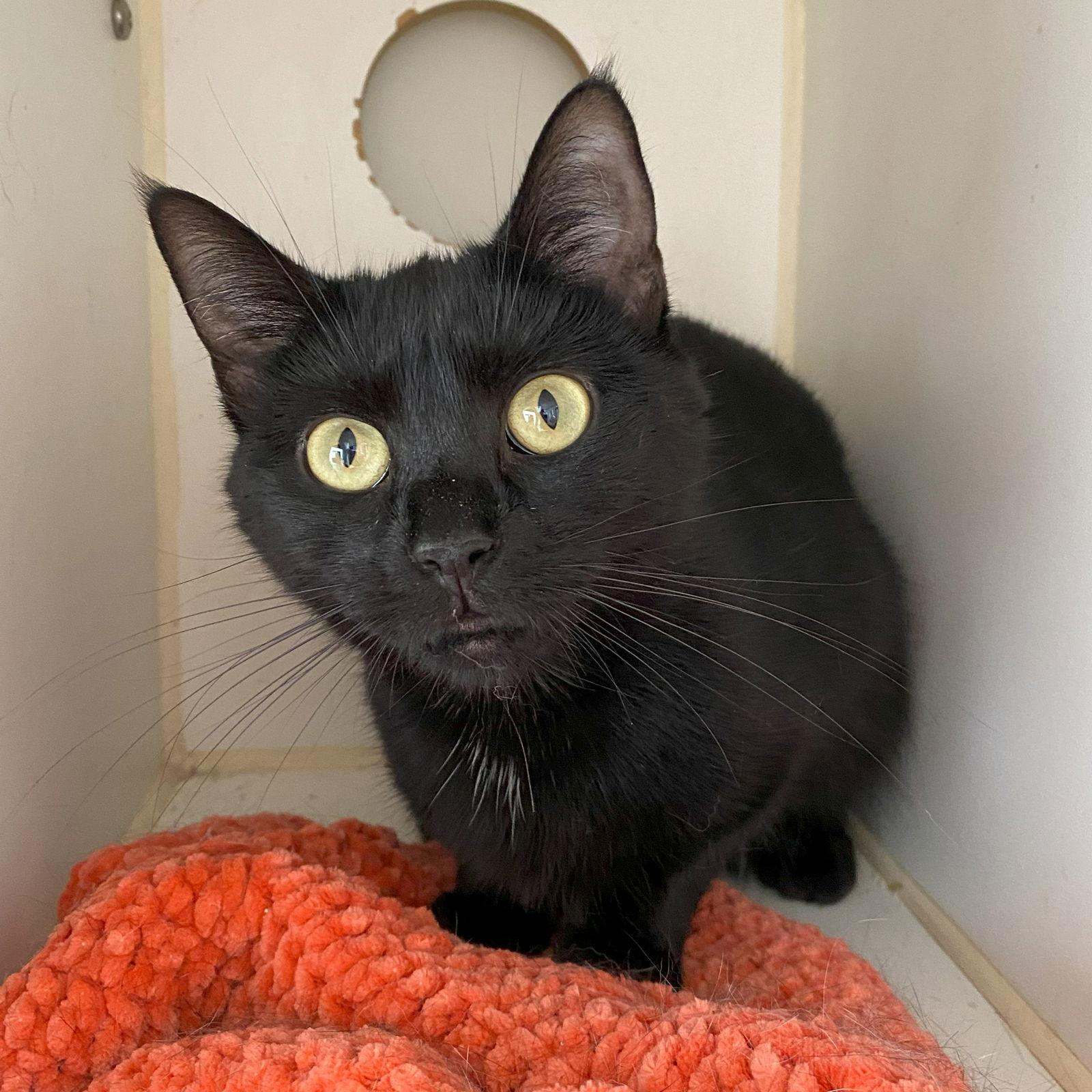 Funfetti, Adopted, Adult Female Domestic Short Hair.