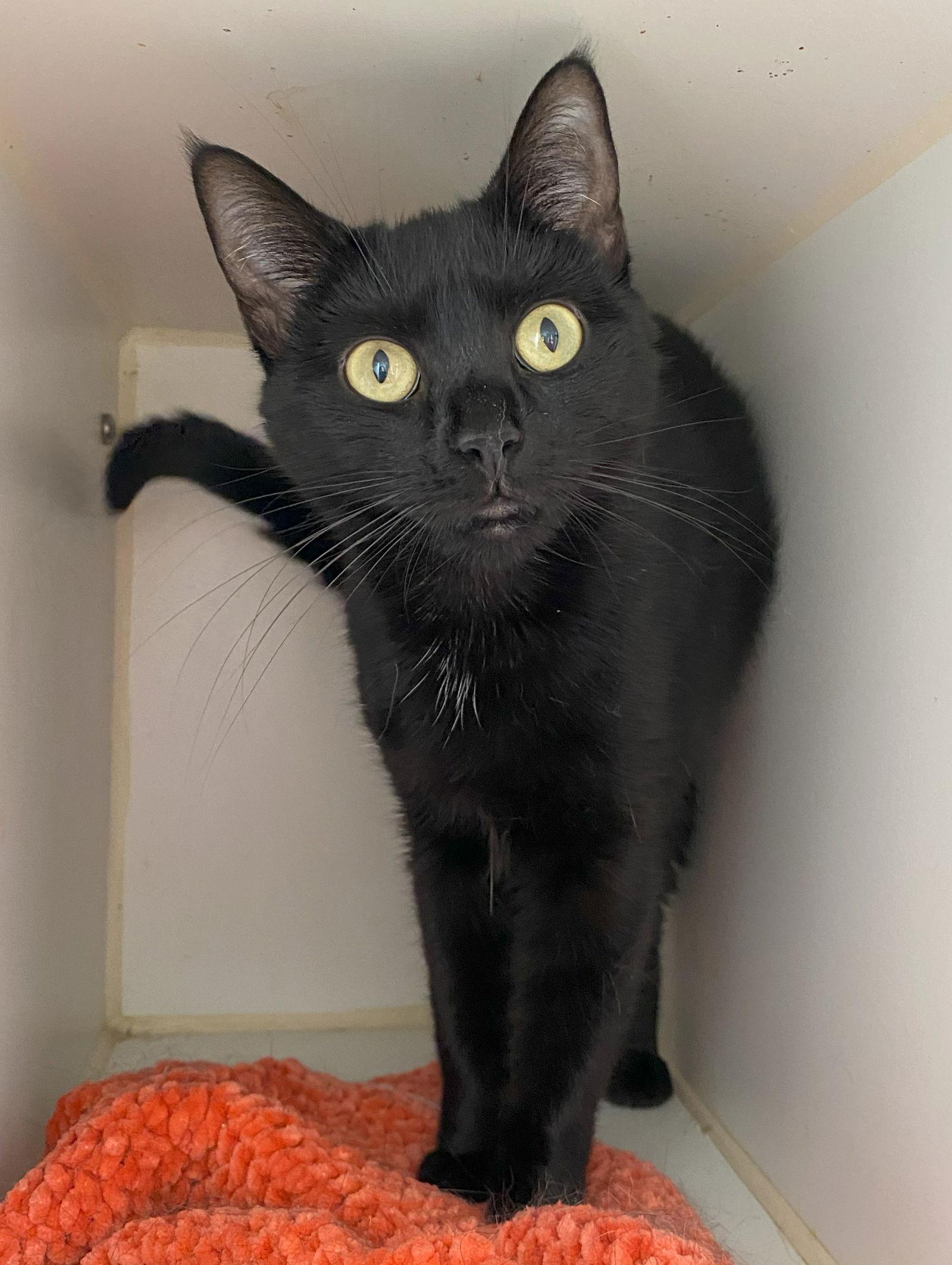 Enlarge Funfetti, a Adopted Domestic Short Hair in Gettysburg, PA image 2/3