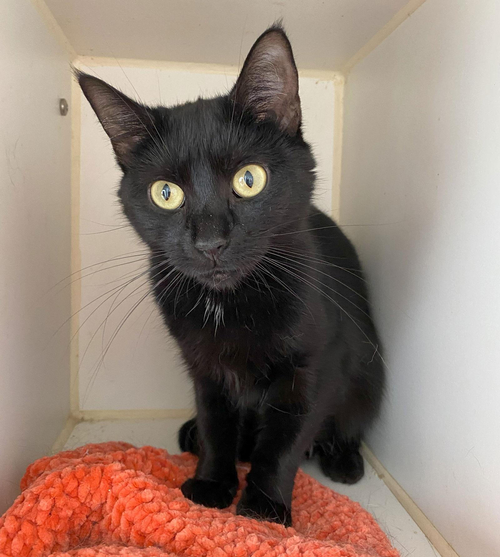 Enlarge Funfetti, a Adopted Domestic Short Hair in Gettysburg, PA image 3/3