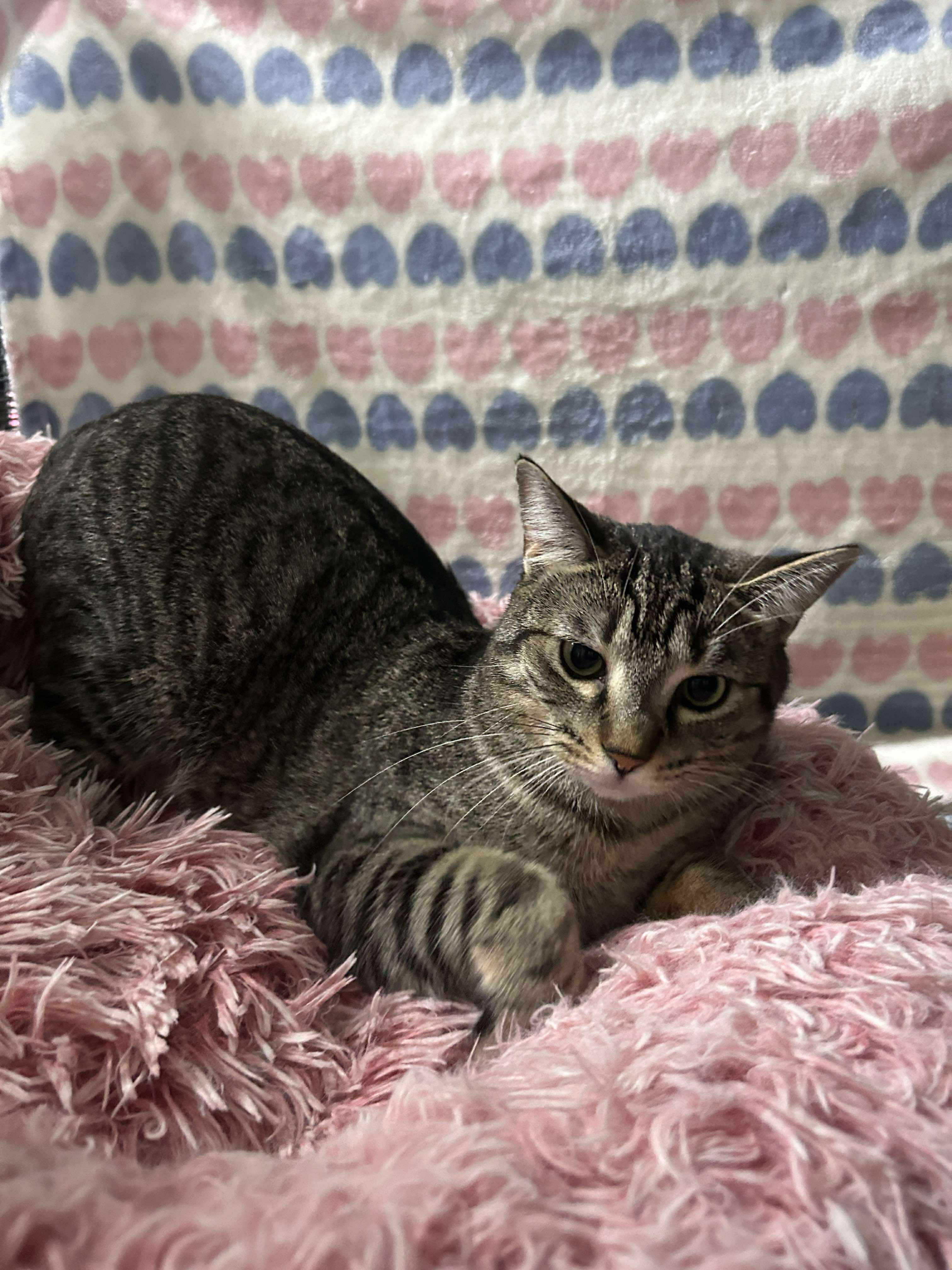 Enlarge HARLEY, a Adoptable Domestic Short Hair in Tillsonburg, ON image 4/6