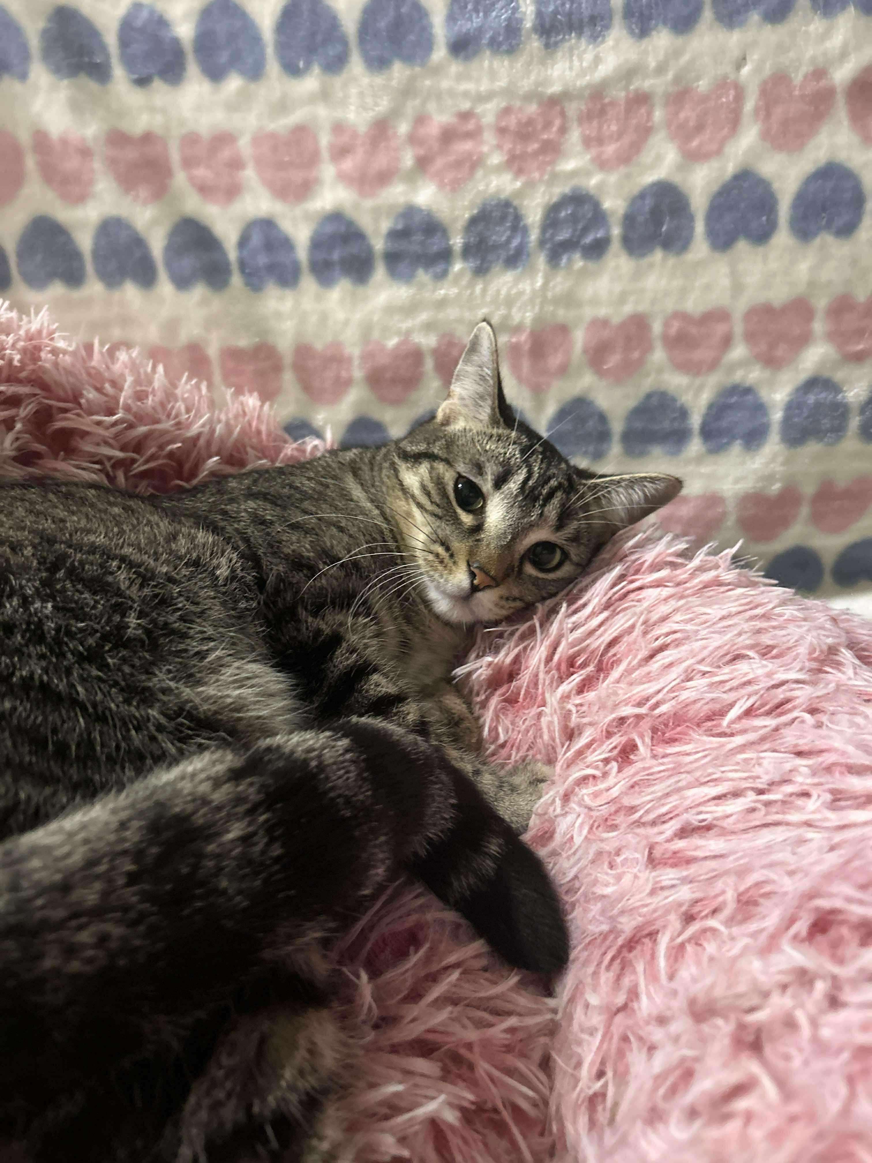 Enlarge HARLEY, a Adoptable Domestic Short Hair in Tillsonburg, ON image 3/6