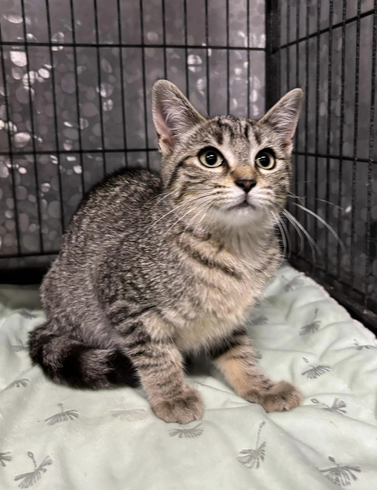 Enlarge HARLEY, a Adoptable Domestic Short Hair in Tillsonburg, ON image 6/6