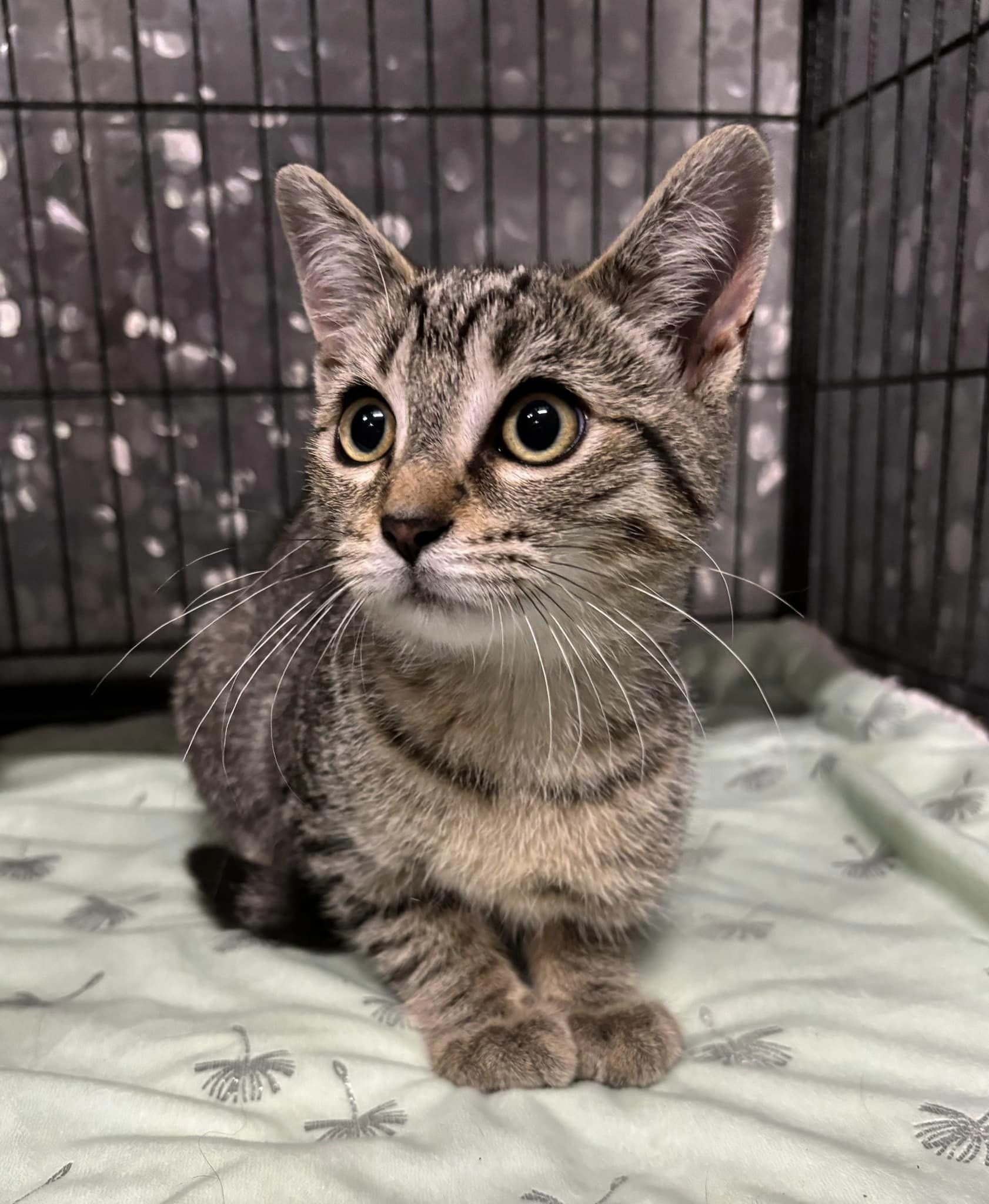 Enlarge HARLEY, a Adoptable Domestic Short Hair in Tillsonburg, ON image 5/6