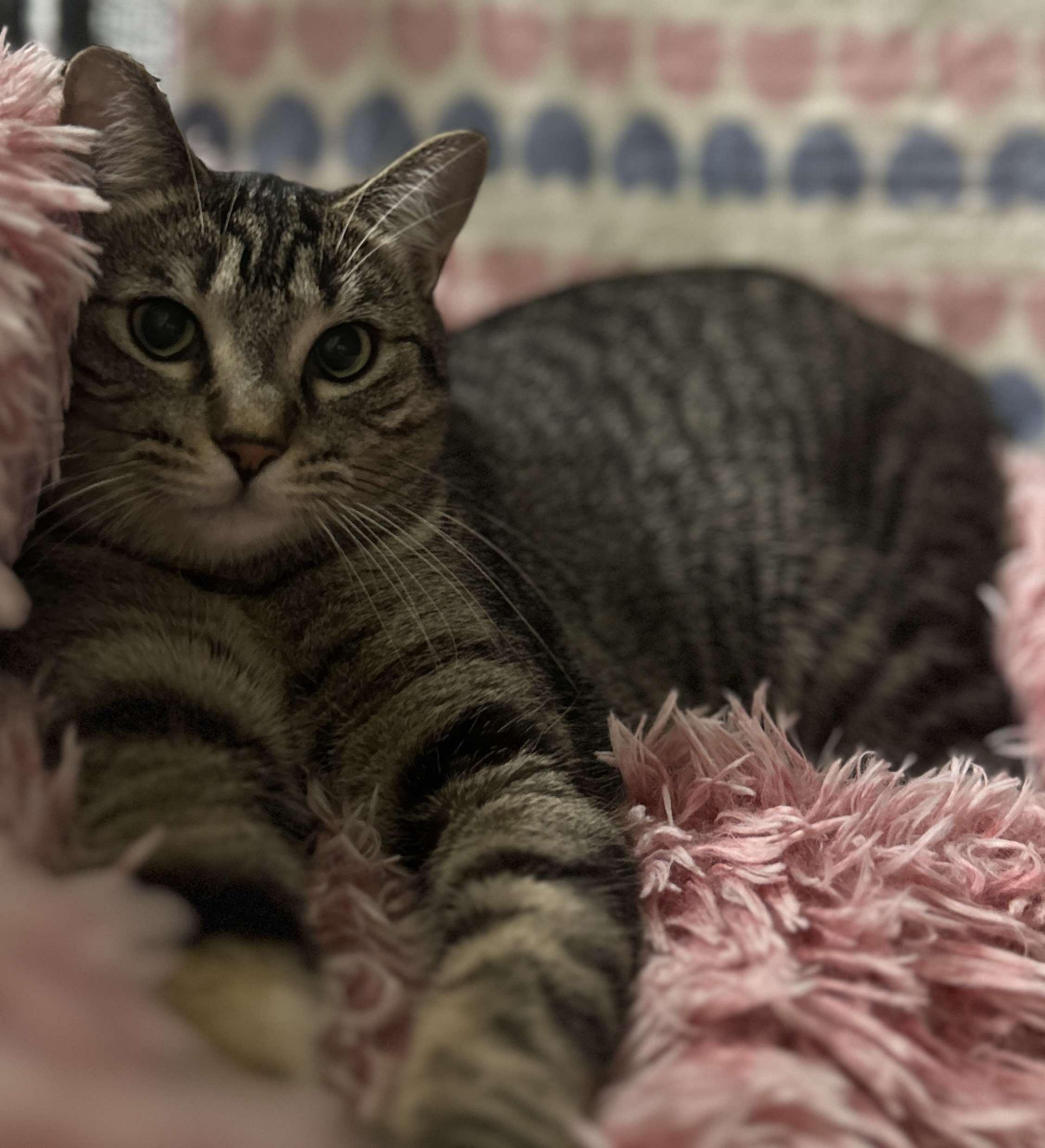 HARLEY, Adoptable, Young Female Domestic Short Hair.