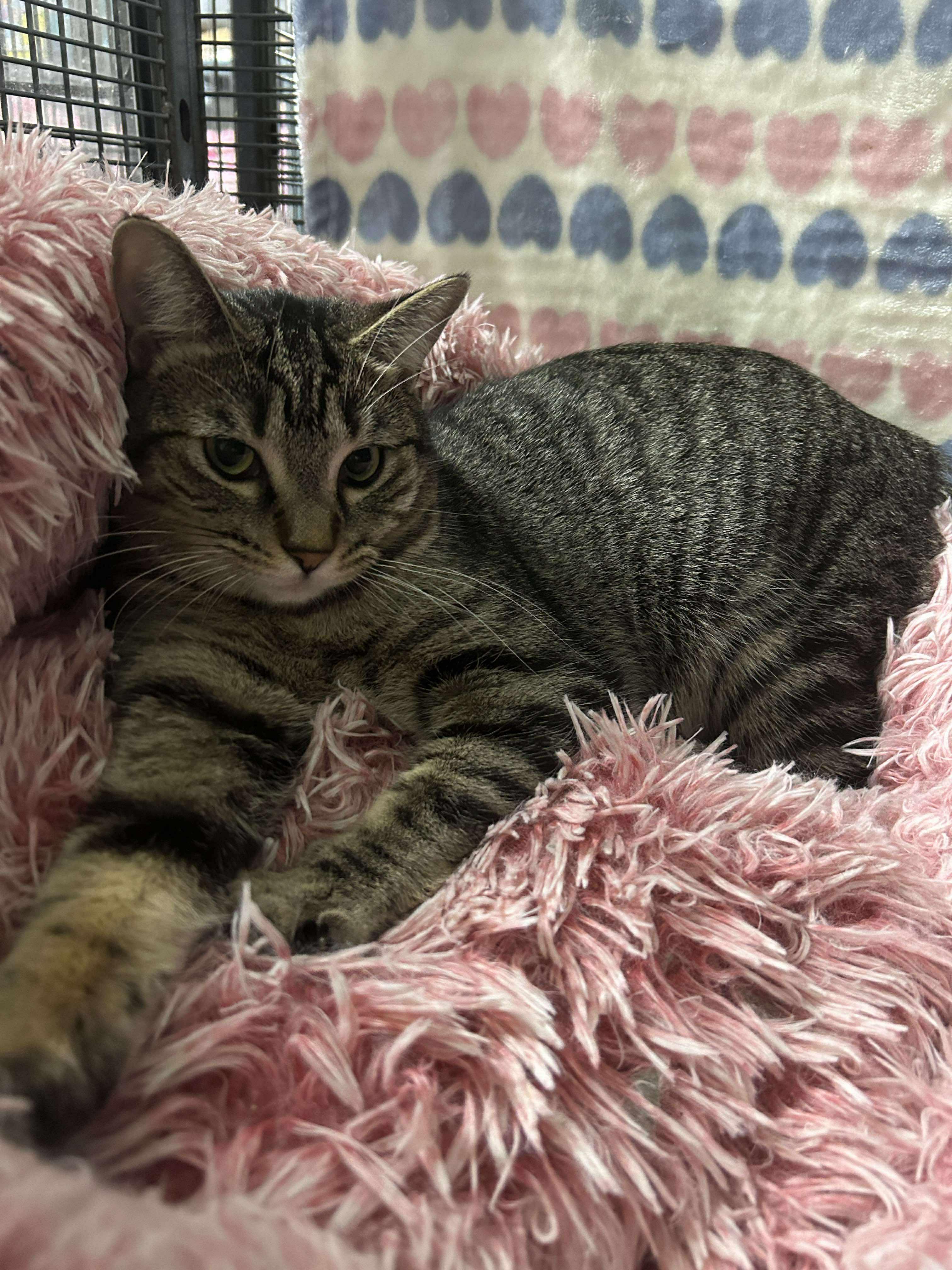 Enlarge HARLEY, a Adoptable Domestic Short Hair in Tillsonburg, ON image 2/6