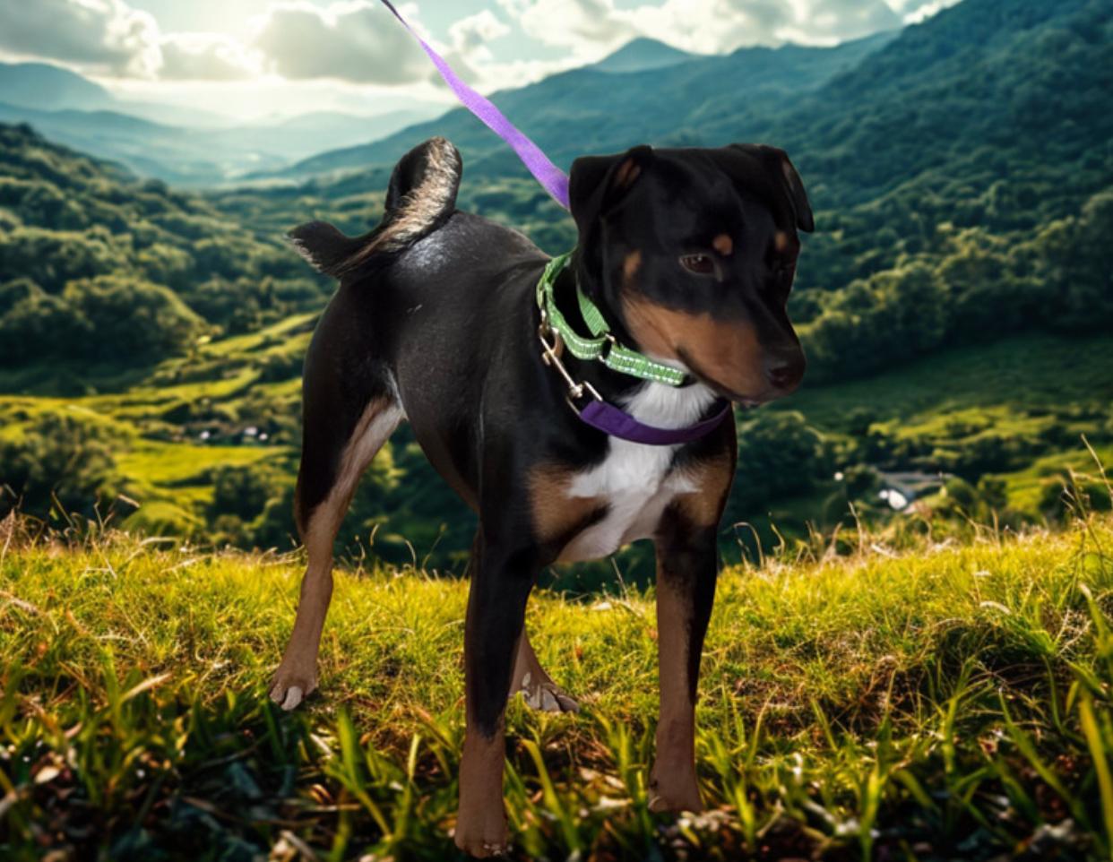 Enlarge Pedro , a ADOPTABLE mixed breed in Warrenton, VA image 4/5