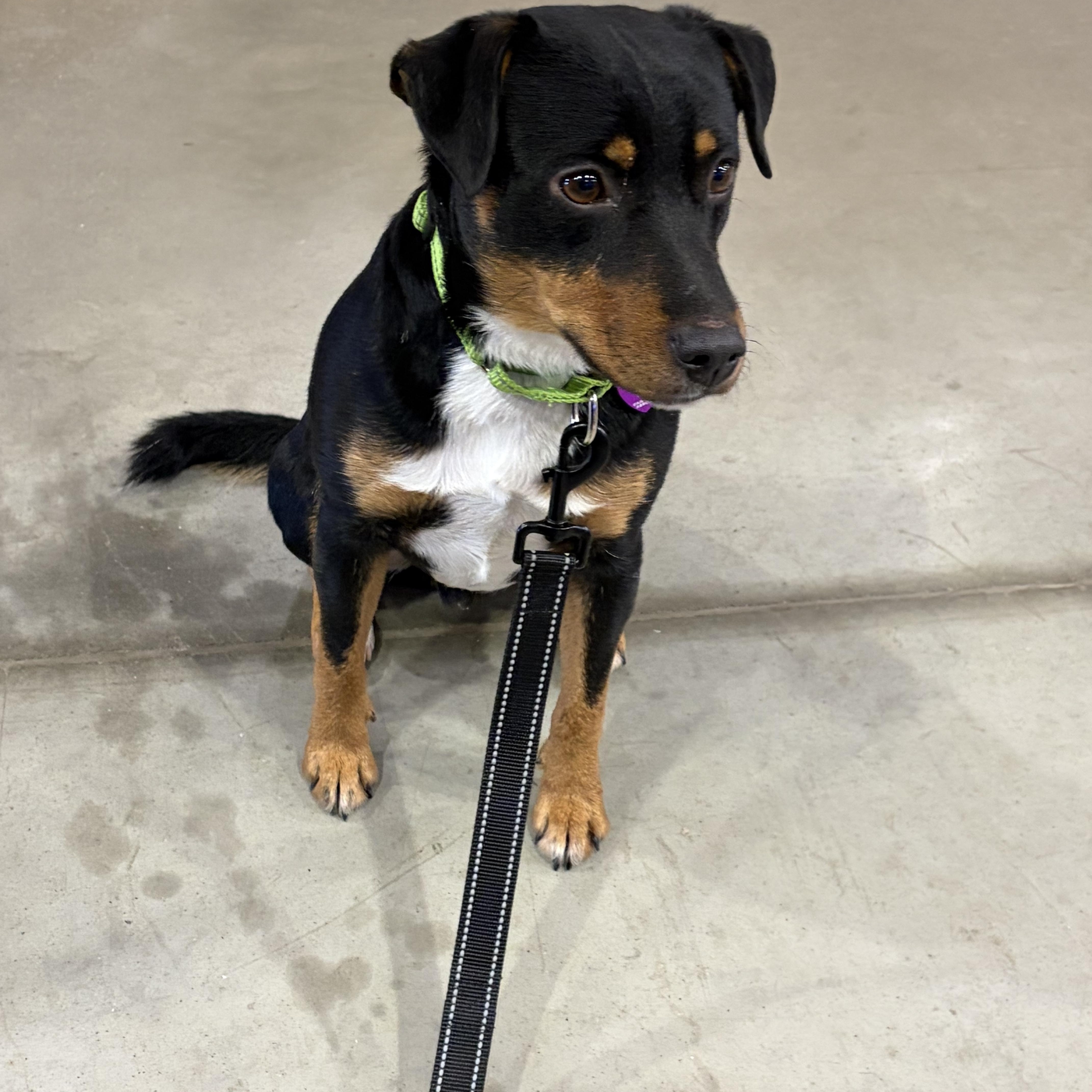 Enlarge Pedro , a ADOPTABLE mixed breed in Warrenton, VA image 5/5