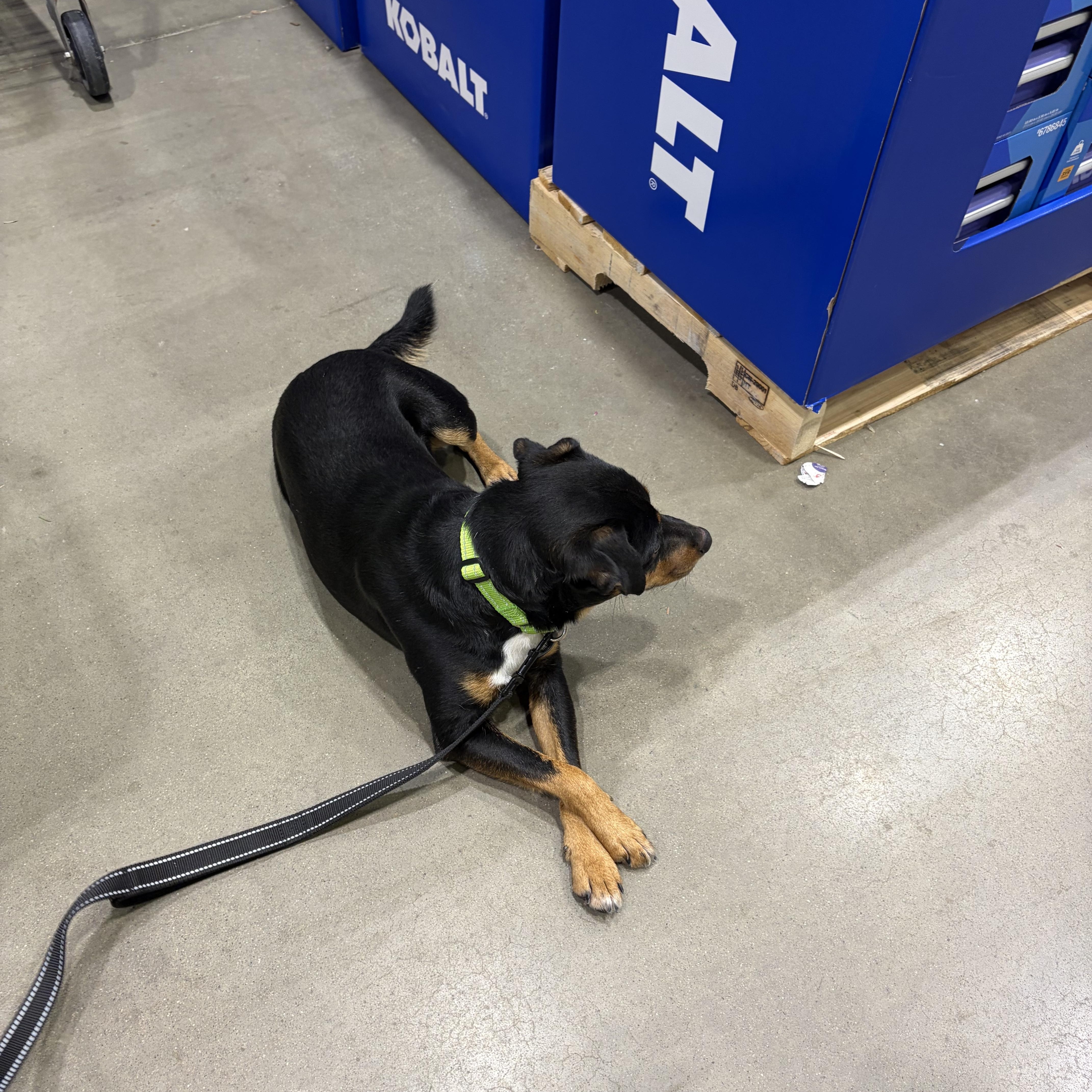 Enlarge Pedro , a ADOPTABLE mixed breed in Warrenton, VA image 3/5