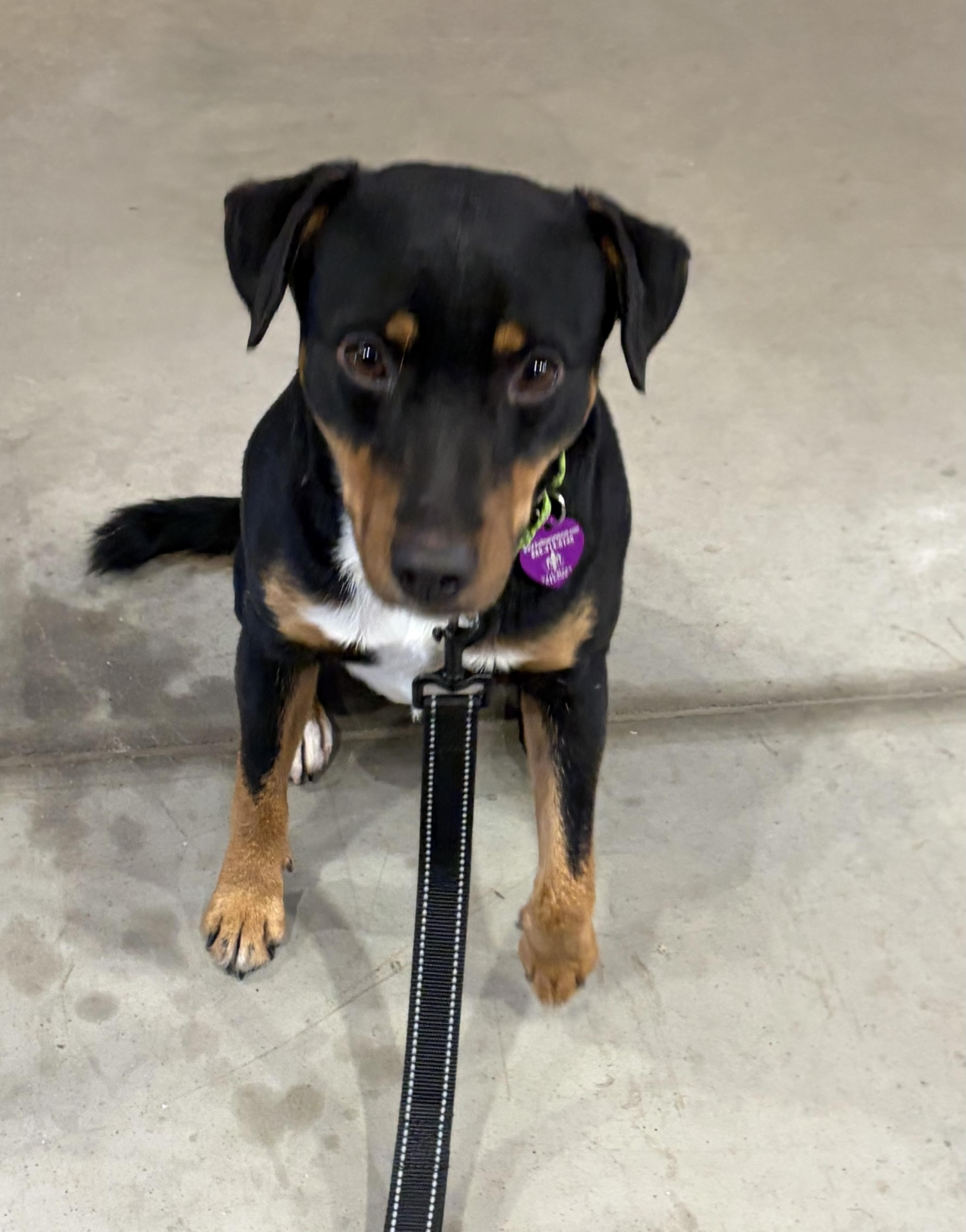 Enlarge Pedro , a ADOPTABLE mixed breed in Warrenton, VA image 2/5