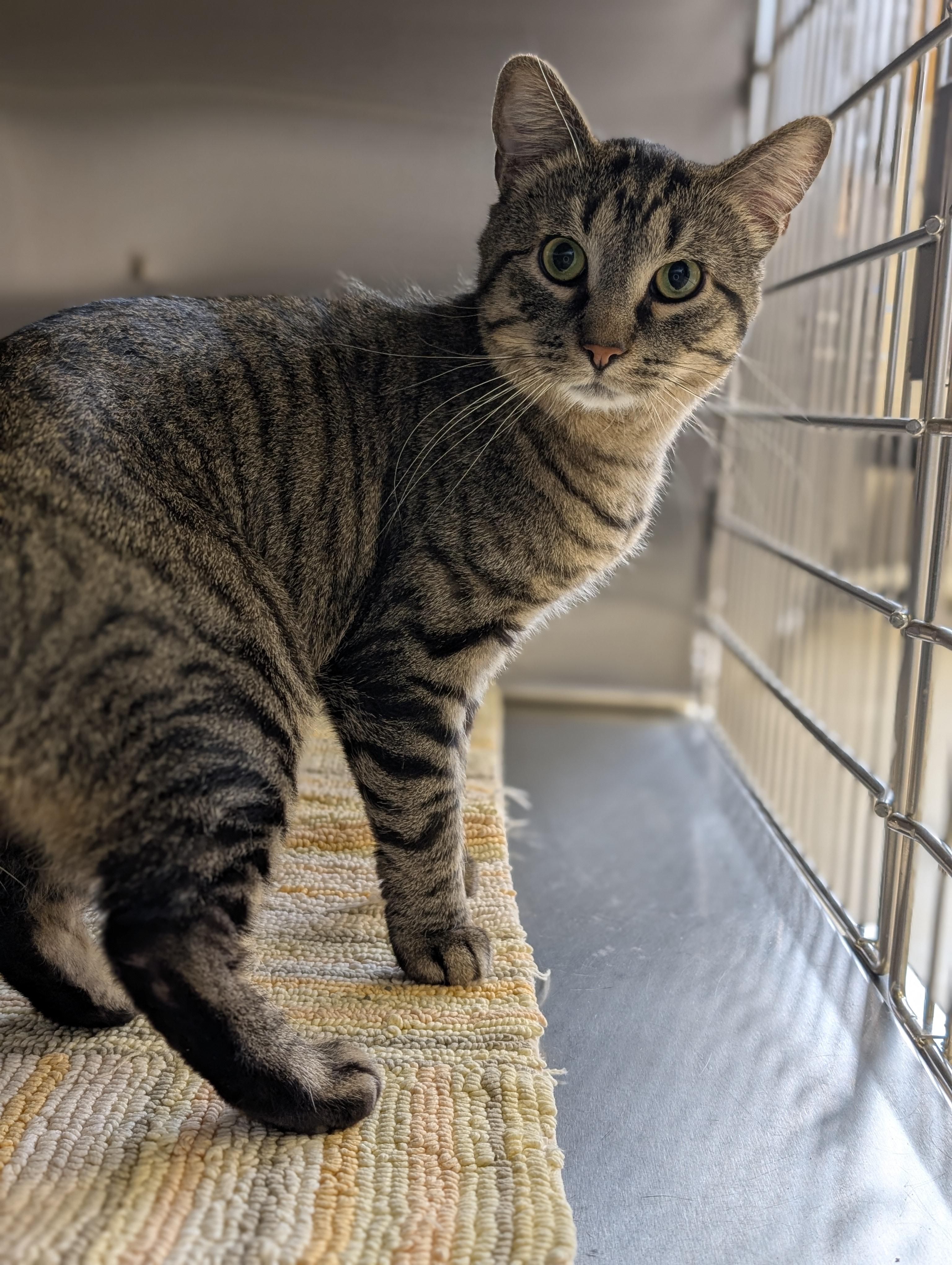 Enlarge Nebula - Reduced Fee!, an adopted Domestic Short Hair in Jefferson, WI image 2/3