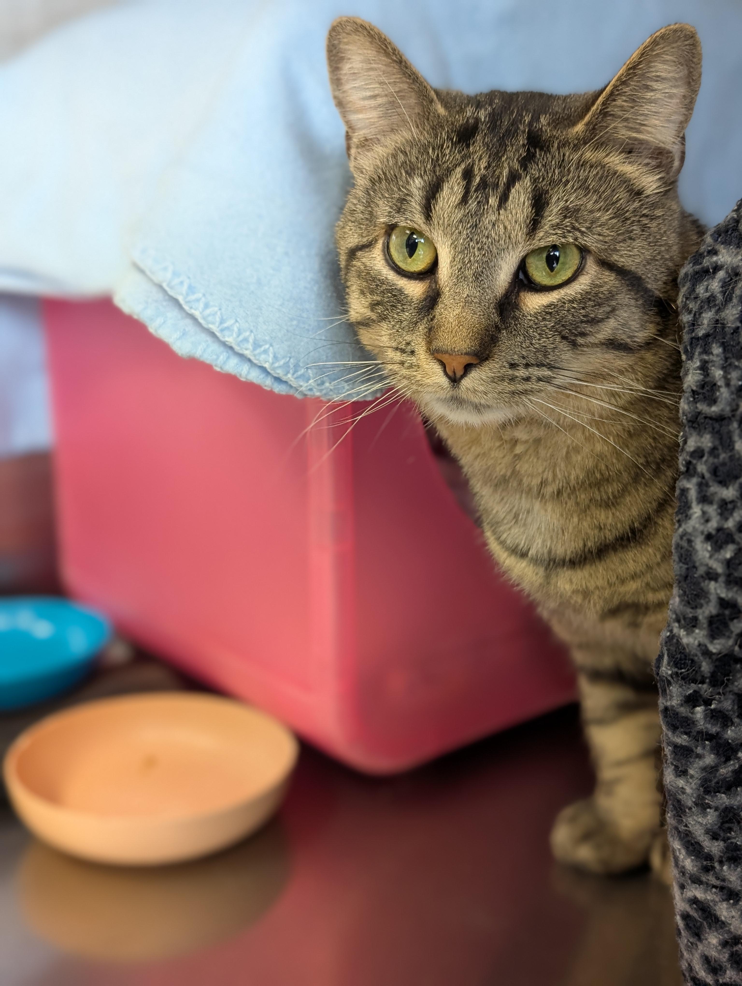 Enlarge Nebula - Reduced Fee!, an adopted Domestic Short Hair in Jefferson, WI image 3/3