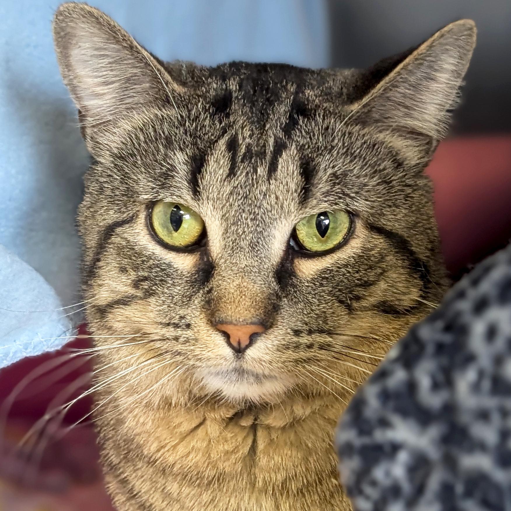 Enlarge Nebula - Reduced Fee!, an adopted Domestic Short Hair in Jefferson, WI image 1/3