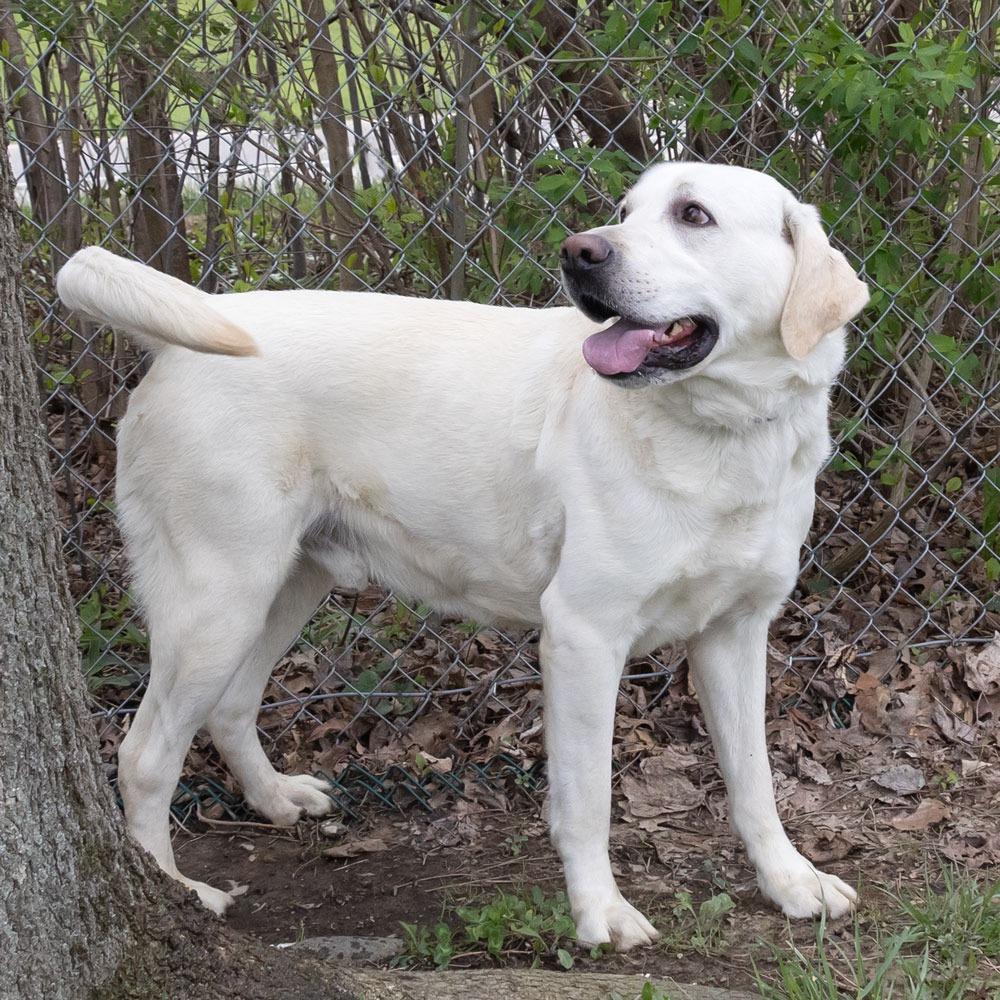 Enlarge Brady, a Adoptable Labrador Retriever in McKean, PA image 1/6