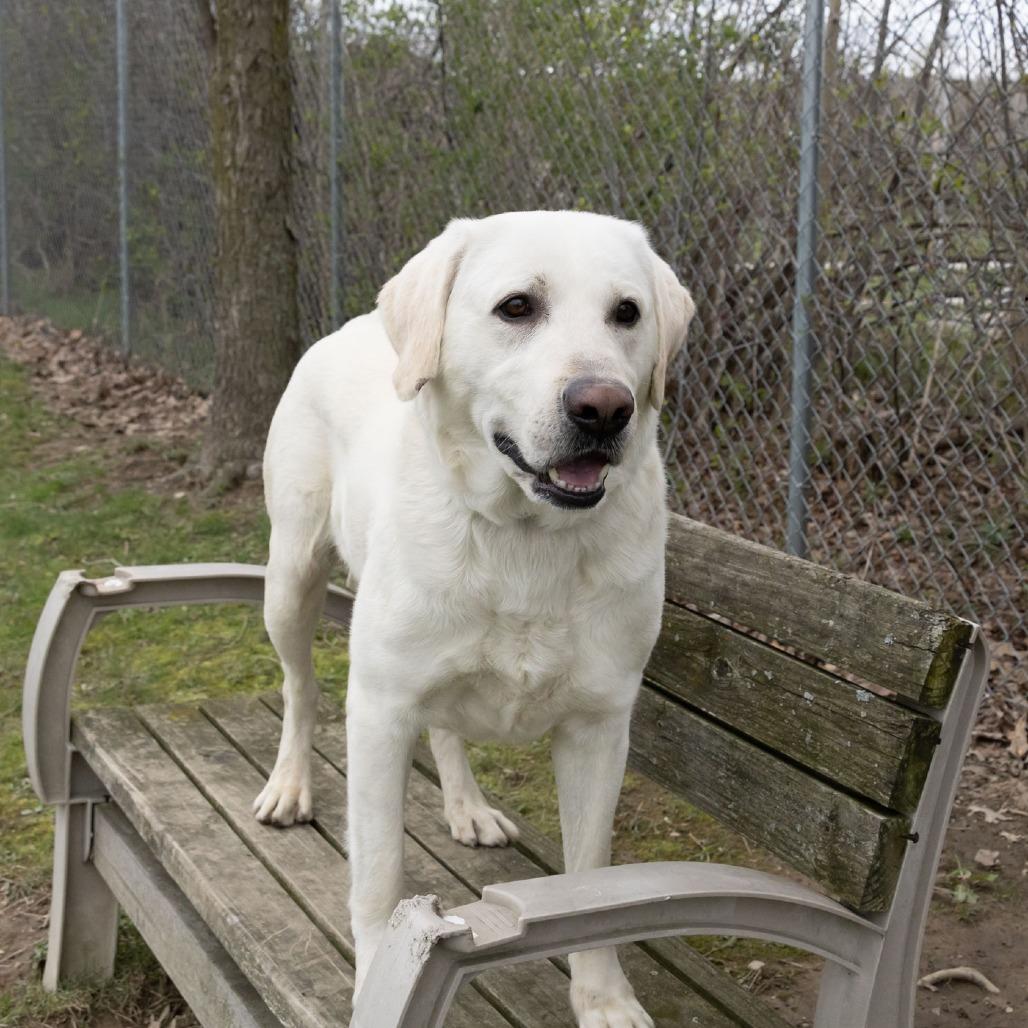 Enlarge Brady, a Adoptable Labrador Retriever in McKean, PA image 2/6