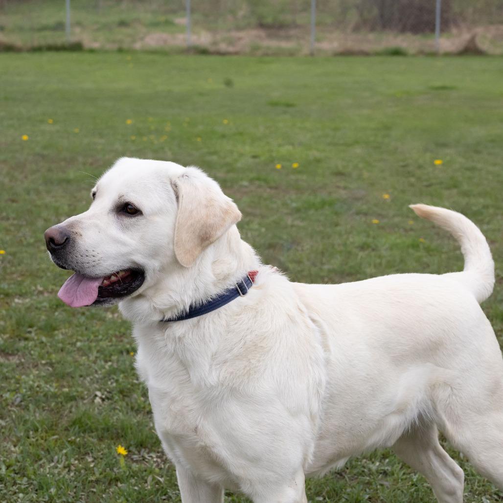 Enlarge Brady, a Adoptable Labrador Retriever in McKean, PA image 3/6